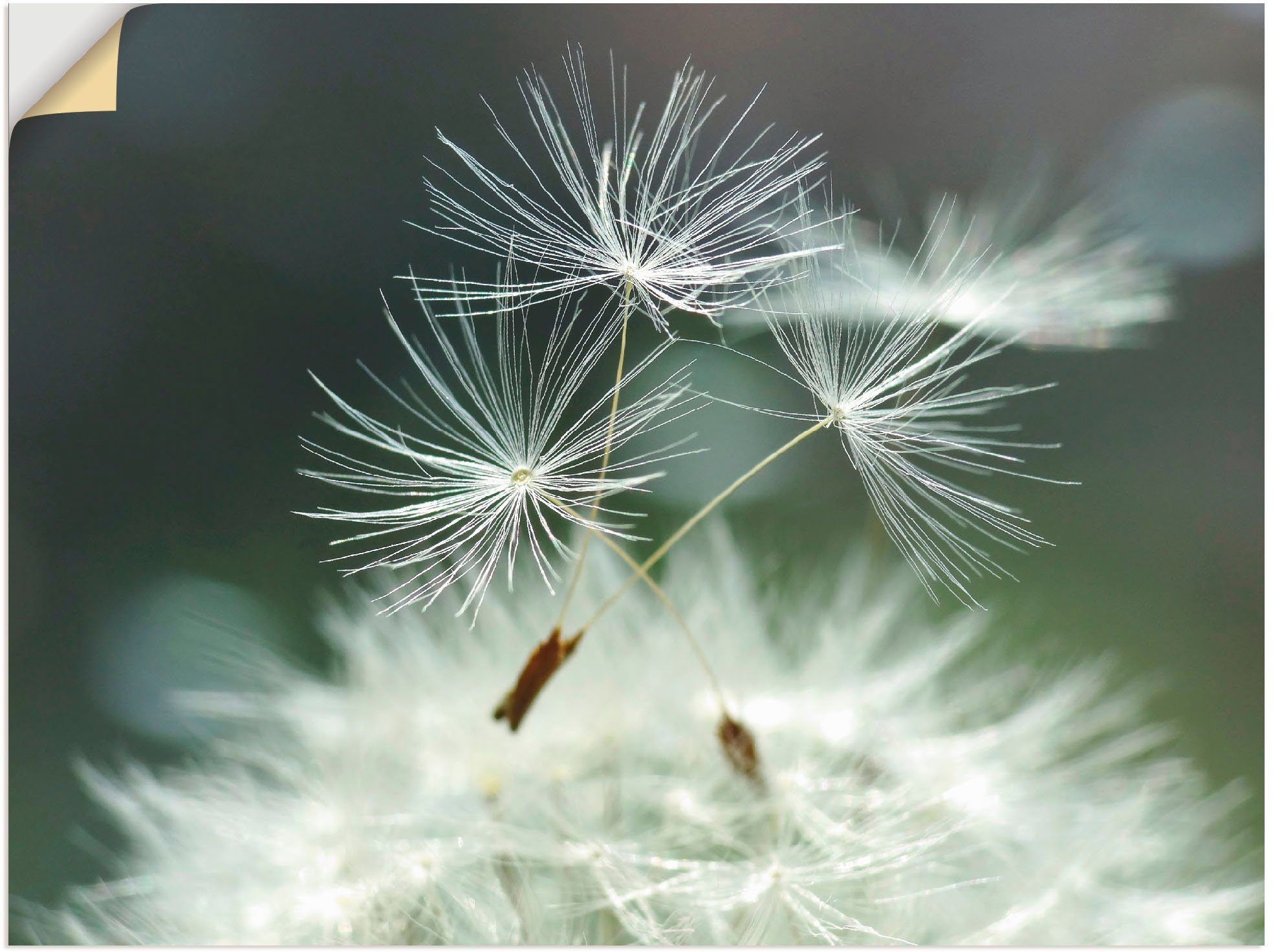 Artland Wandbild Pusteblume Facility, Blumen (1 günstig online kaufen