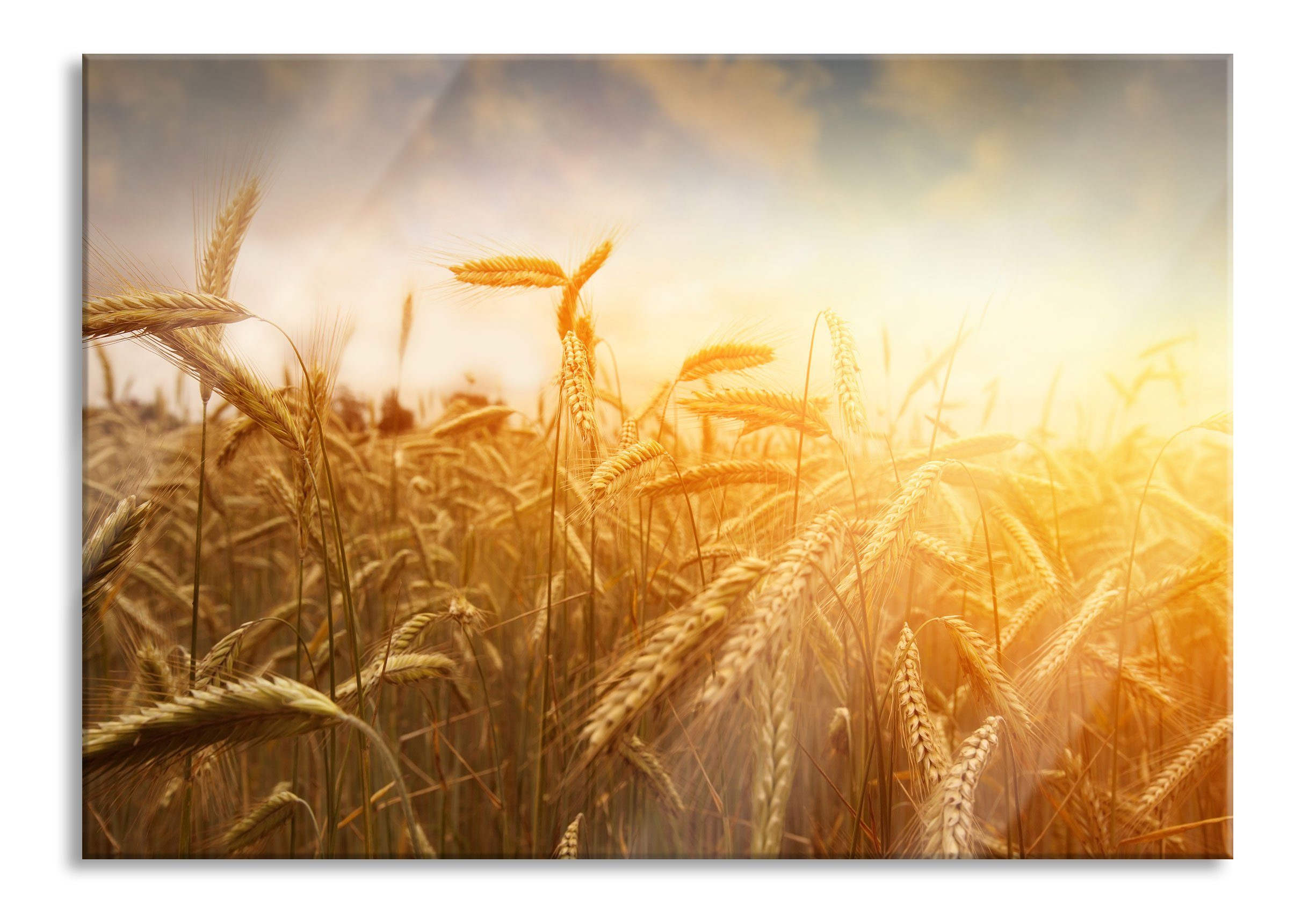 Pixxprint Glasbild Getreide im Sonnenlicht, Getreide im Sonnenlicht (1 St), Glasbild aus Echtglas, inkl. Aufhängungen und Abstandshalter