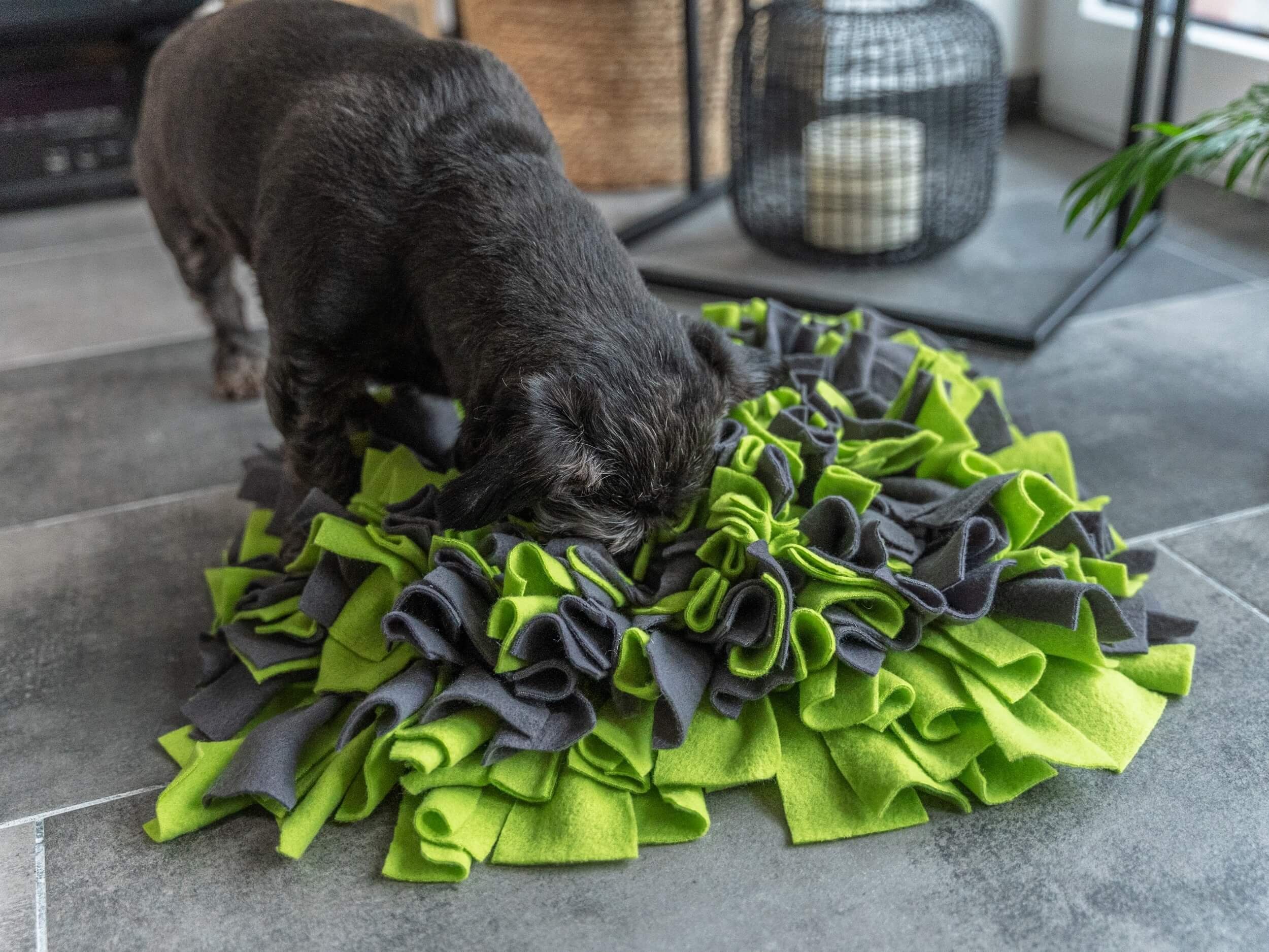 TrendPet Schnüffelteppich, in 2 Farben erhältlich