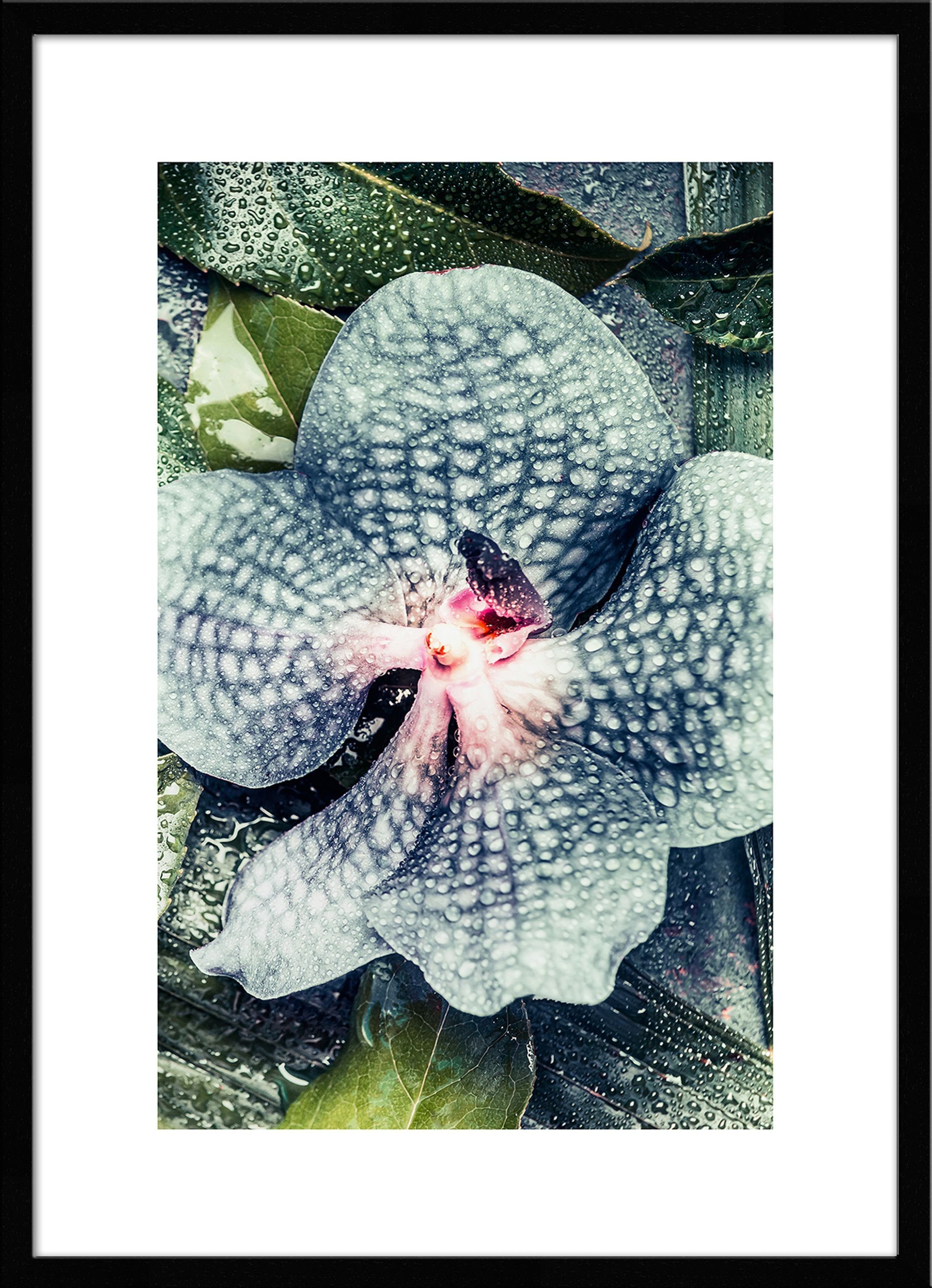 / Bild Orchidee mit Rahmen artissimo mit Design-Poster 51x71cm Holz-Rahmen / Wandbild, gerahmt Bild