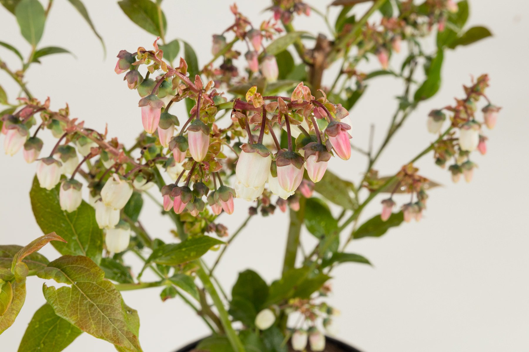 Garten von Ehren Obstpflanze Vaccinium corymbosum Goldtraube Containerware 40-60 cm hoch
