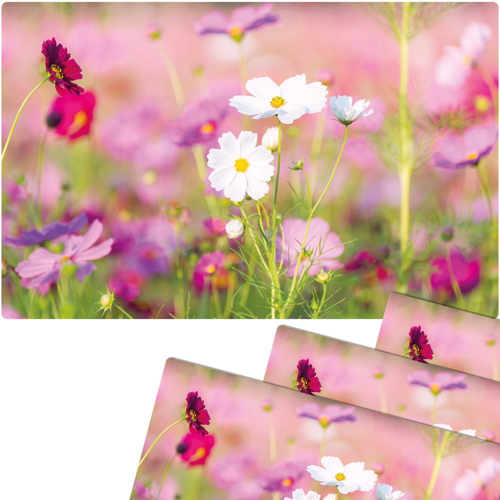 matches21 HOME & HOBBY Platzset Abwaschbare Tischsets 4er Set Blumen-Wiese pink weiß, (4-St), Platzsets als Tisch-Untersetzer und Tisch-Deko für Esstisch Teller