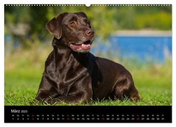 CALVENDO Wandkalender Labrador Retriever 2023 (Premium, hochwertiger DIN A2 Wandkalender 2023, Kunstdruck in Hochglanz)