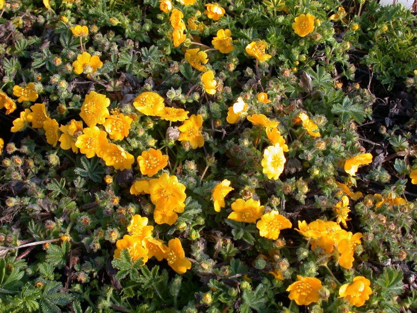 Pflanzen für Dich Bodendecker Potentilla neumanniana, 1 St., Frühlings-Fingerkraut, Neumanns Fingerkraut, gelbblühend, bodendecker
