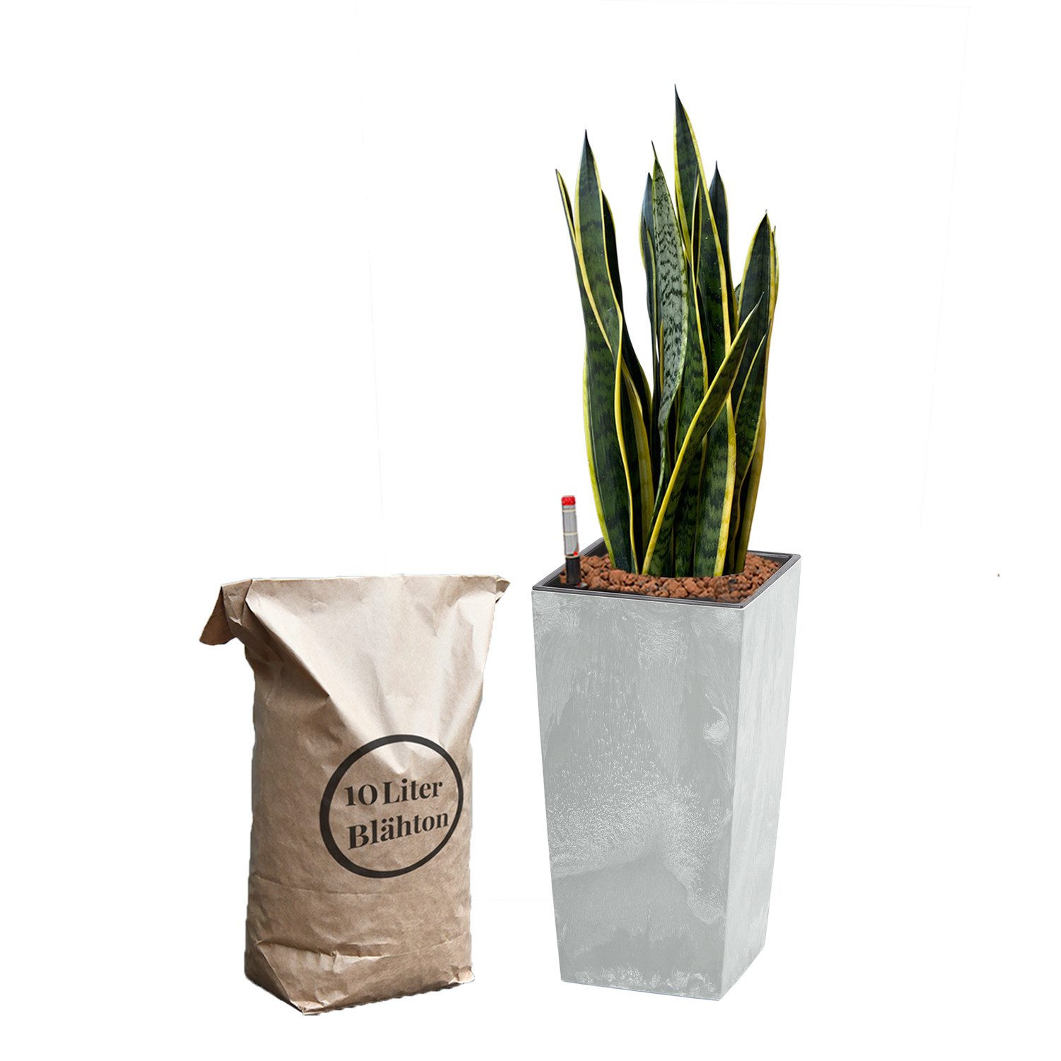 Green Me Up Zimmerpflanze Büropflanze Bogenhanf Sansevieria Laurentii, inkl. 10L Blähton, Wasserstandsanzeige & Langzeitdünger