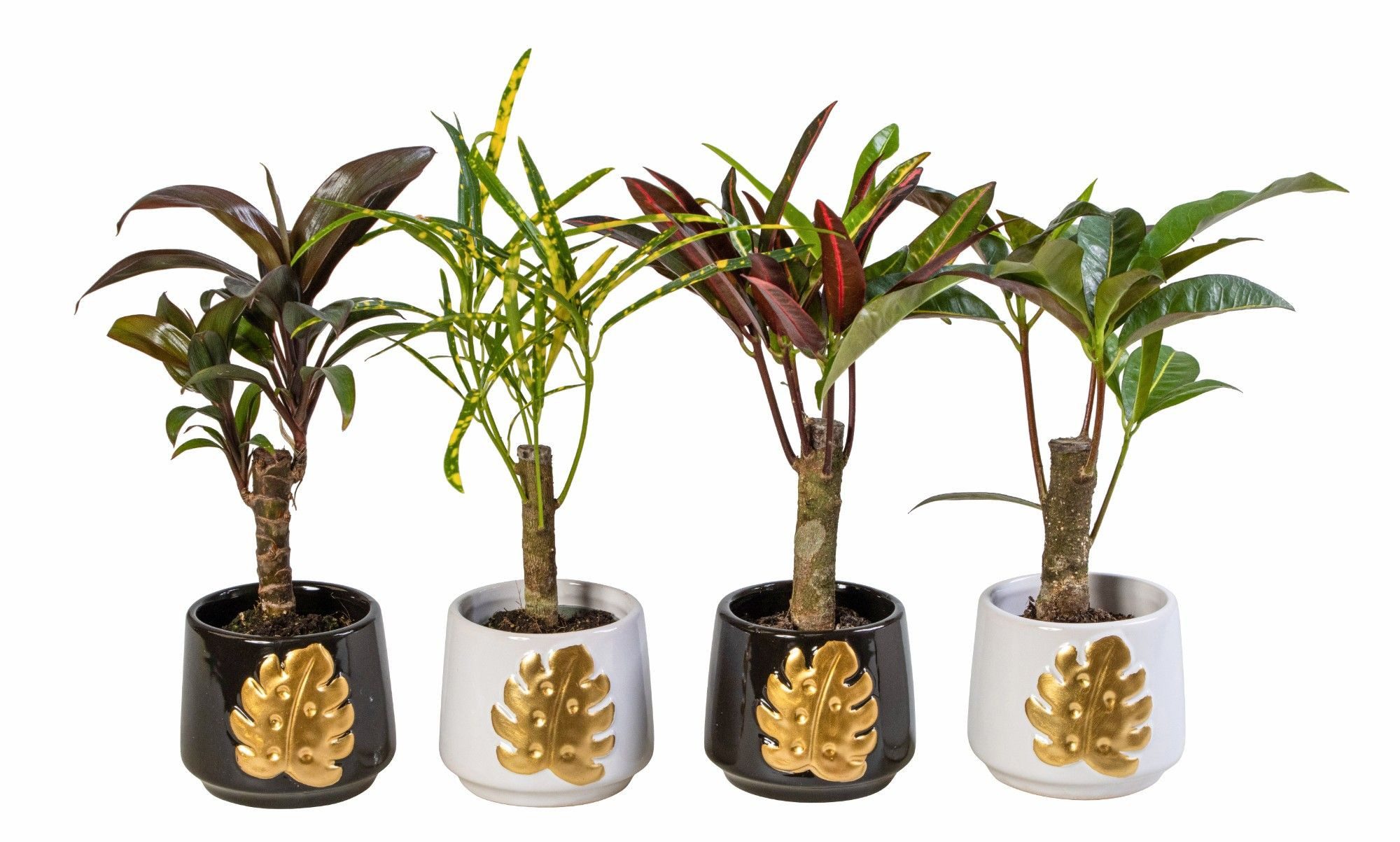 meinvipshop Zimmerpflanze 4er Set Wunderstrauch im Übertopf Codiaeum variegatum