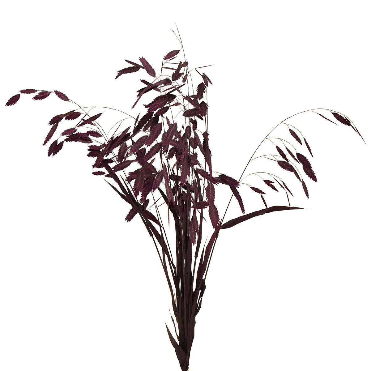 Trockenblume Boho-Deko Plattährengras Chasmantium für kreative Arrangements, 10 St, Florists Products, Höhe 70 cm