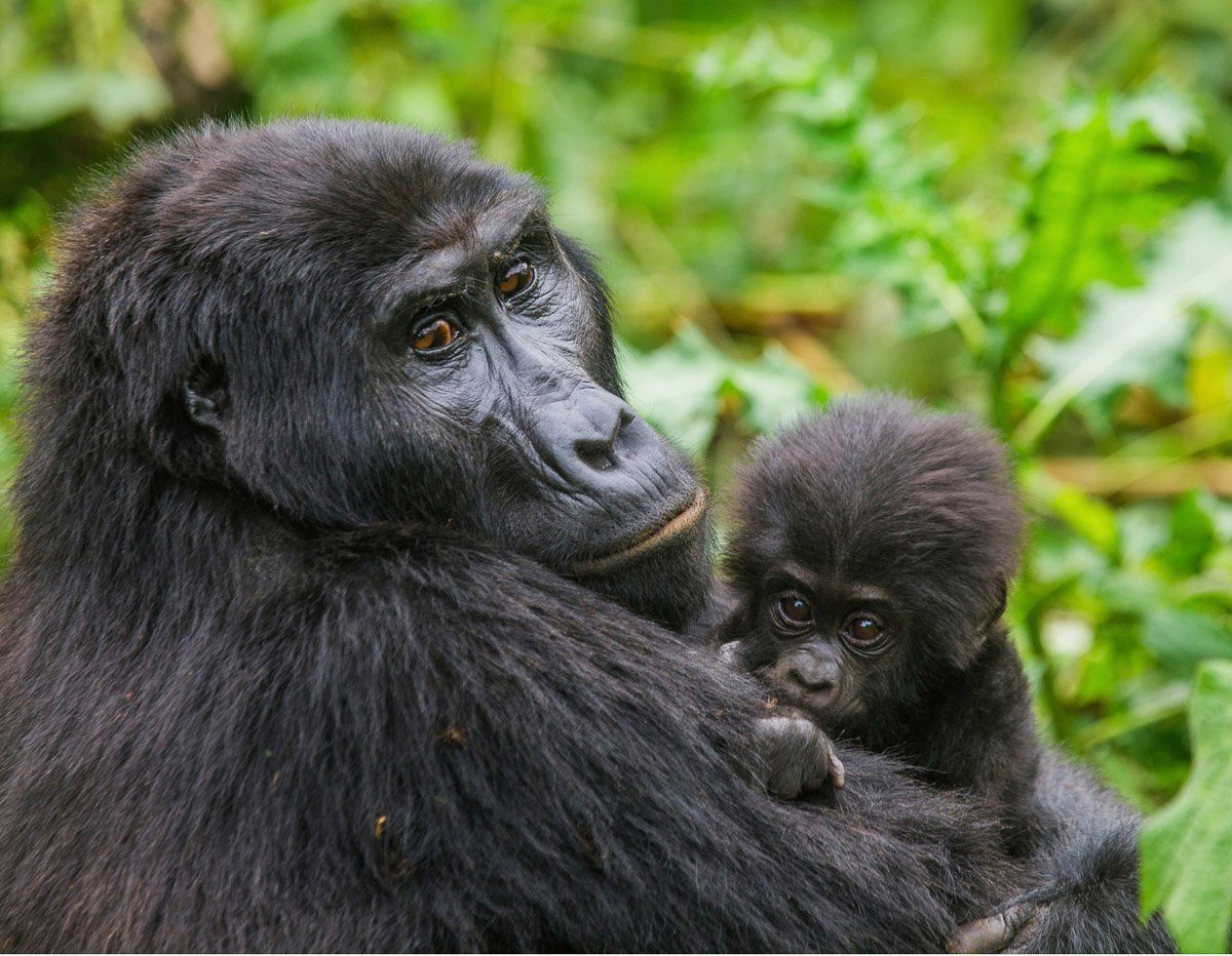 Papermoon Fototapete Gorilla mit Baby