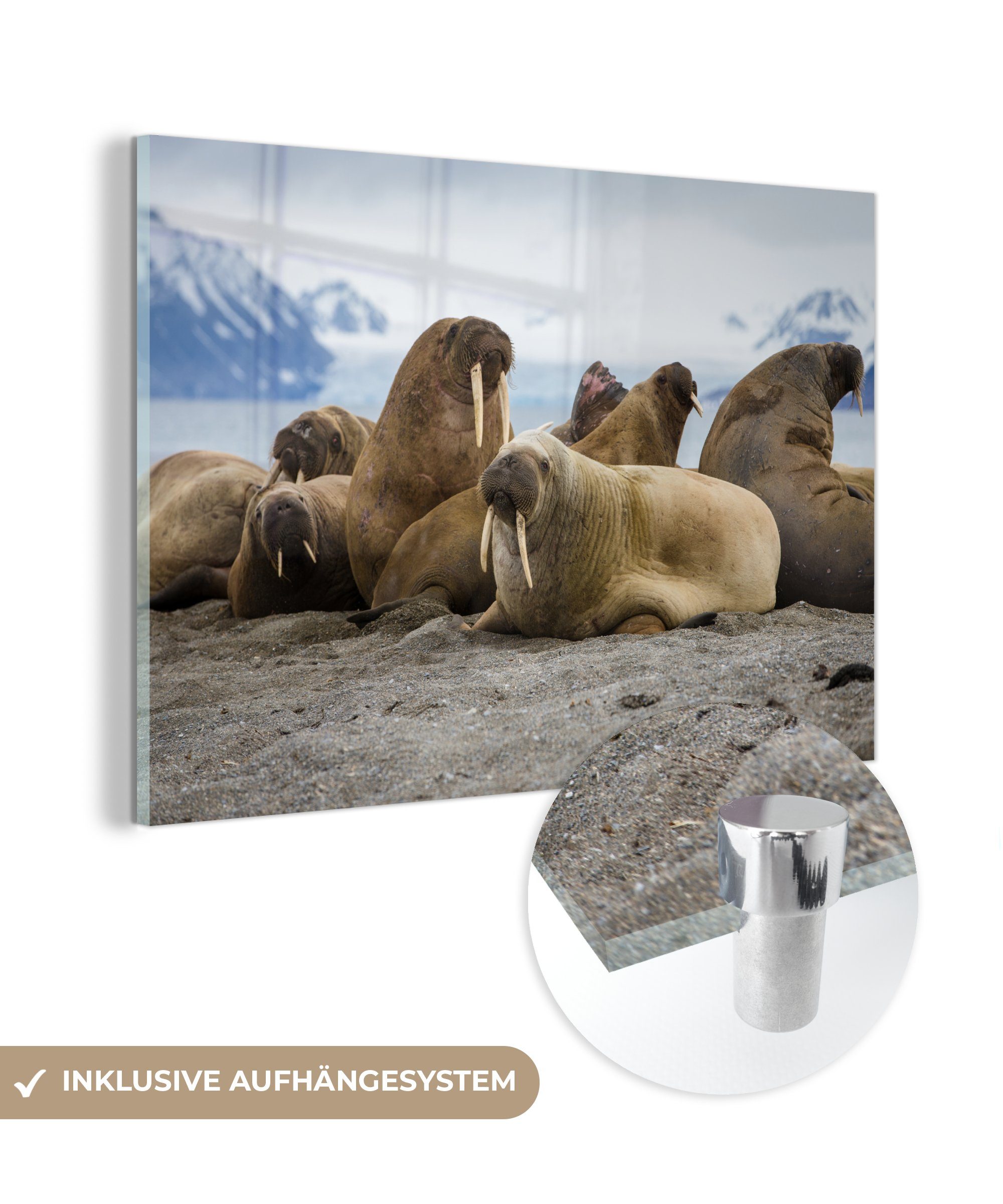 MuchoWow Acrylglasbild Männliche Walrosse versammeln sich in Gruppen in Küstennähe, (1 St), Acrylglasbilder Wohnzimmer & Schlafzimmer