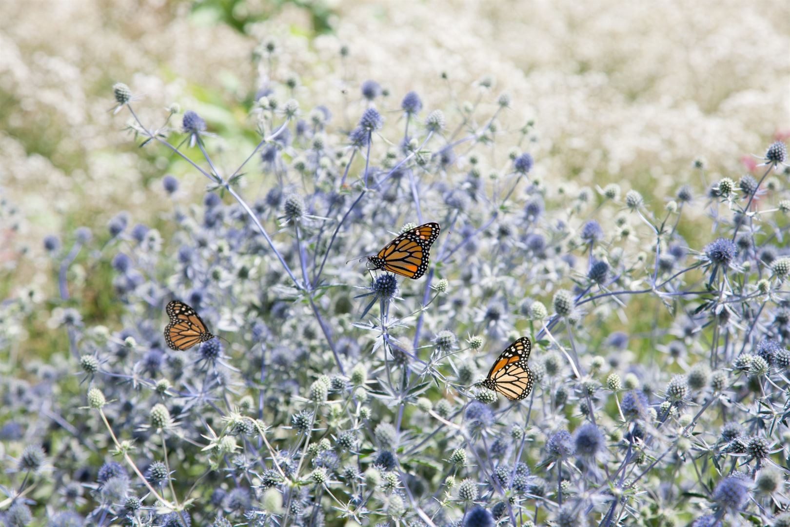 Pflanzen für Dich Staude Eryngium planum, 1 St., Flachblättrige Edeldistel, Blaudistel, Mannstreu – Bild 4 von 5