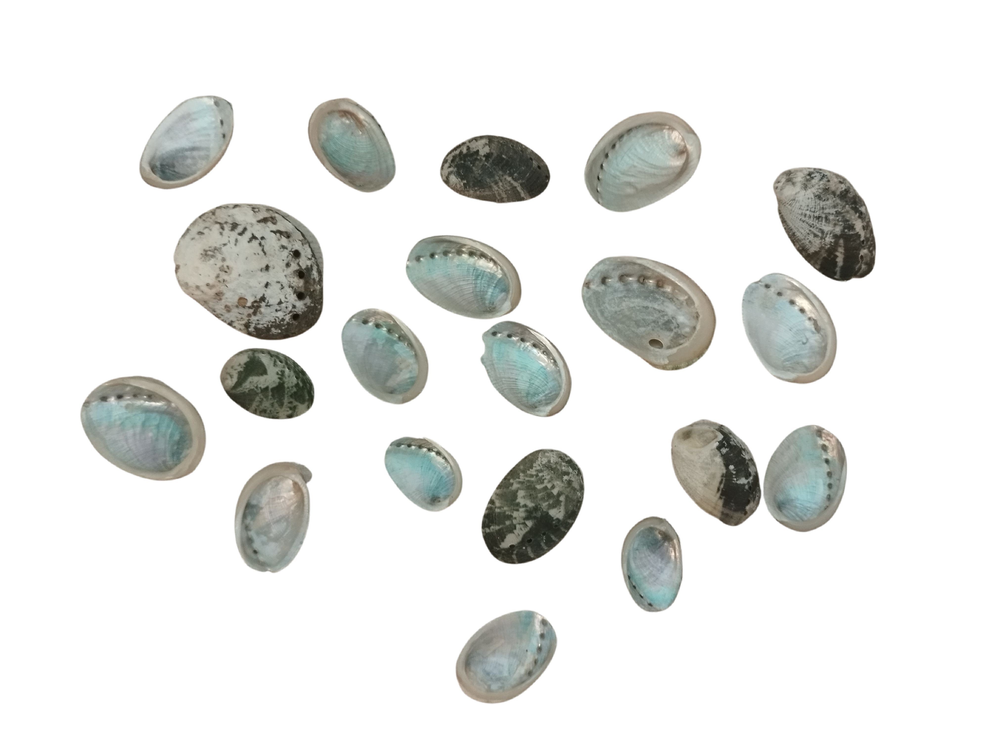 Dekoobjekt Exotisches Muschelset 20 Stück