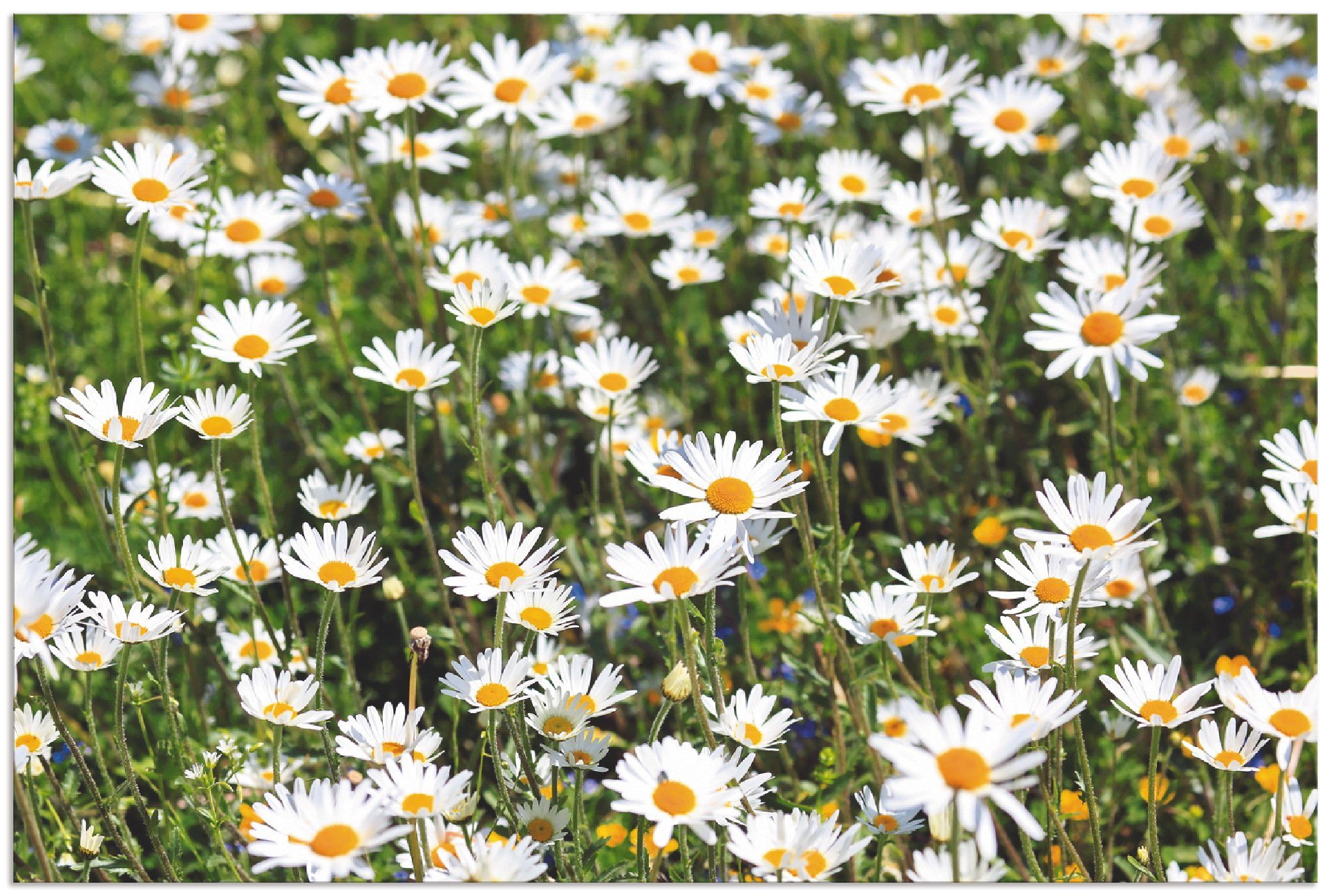 Artland Alu-Dibond-Druck Gänseblümchen, Blumen (1 St), für Innen- und Außenbereich geeignet, Outdoorbild