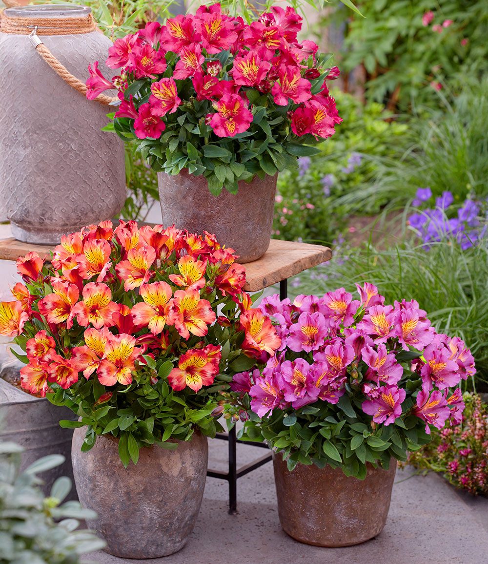 BALDUR Garten Staude Winterharte Alstromeria-Kollektion 'Incalys®', im 12 cm XL-Topf, 3 St., Alstroemeria,winterhart, mehrjährig, pflegeleicht
