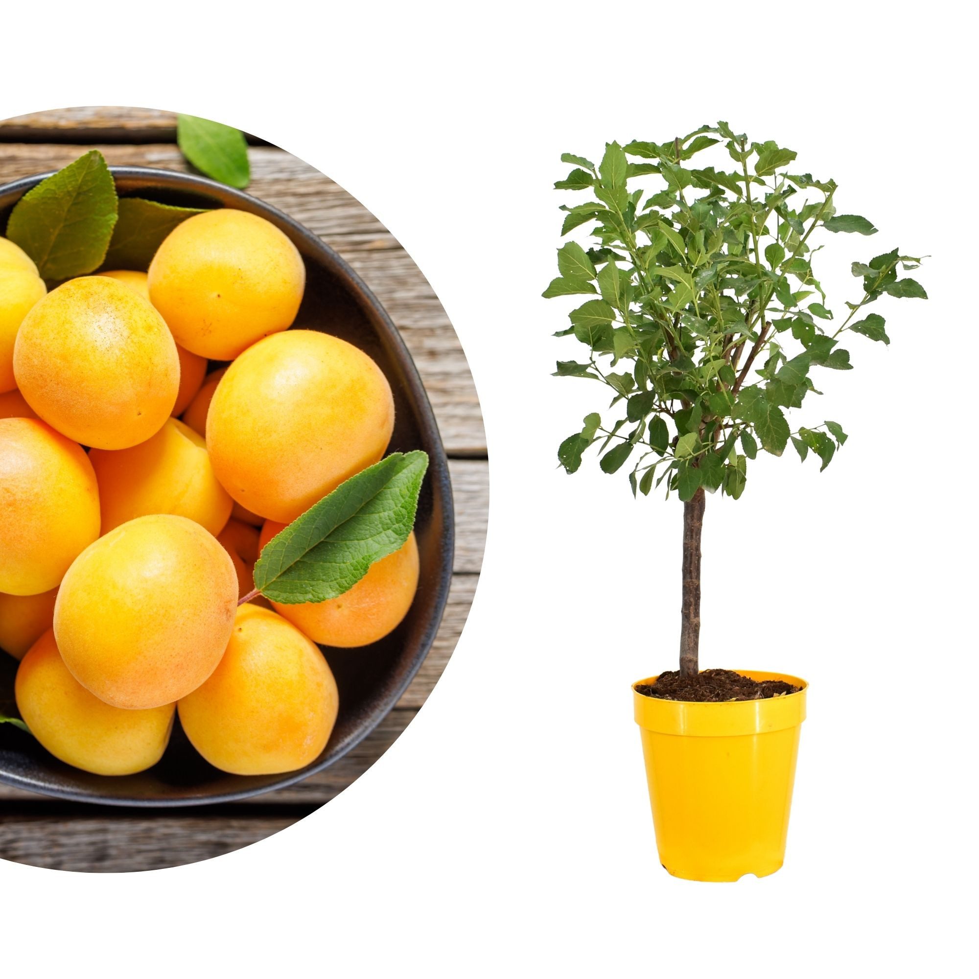 Meine Orangerie Obstpflanze Zwergobst Stämmchen - diverse Sorten, mehrjähriger Obstbaum, winterhartes Zwergobstbäumchen für Garten, Balkon oder Terrasse