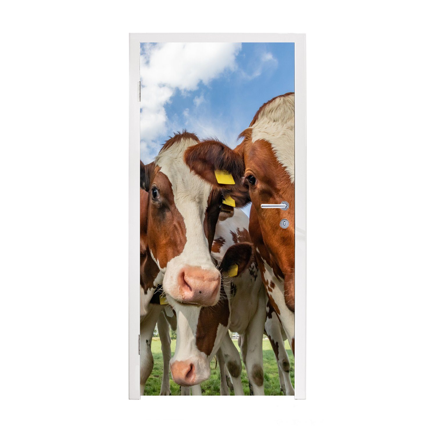 Kühe Fototapete bedruckt, - Matt, (1 Tiere Wiese 75x205 - Türtapete Türaufkleber, St), Natur, - für MuchoWow Tür, cm