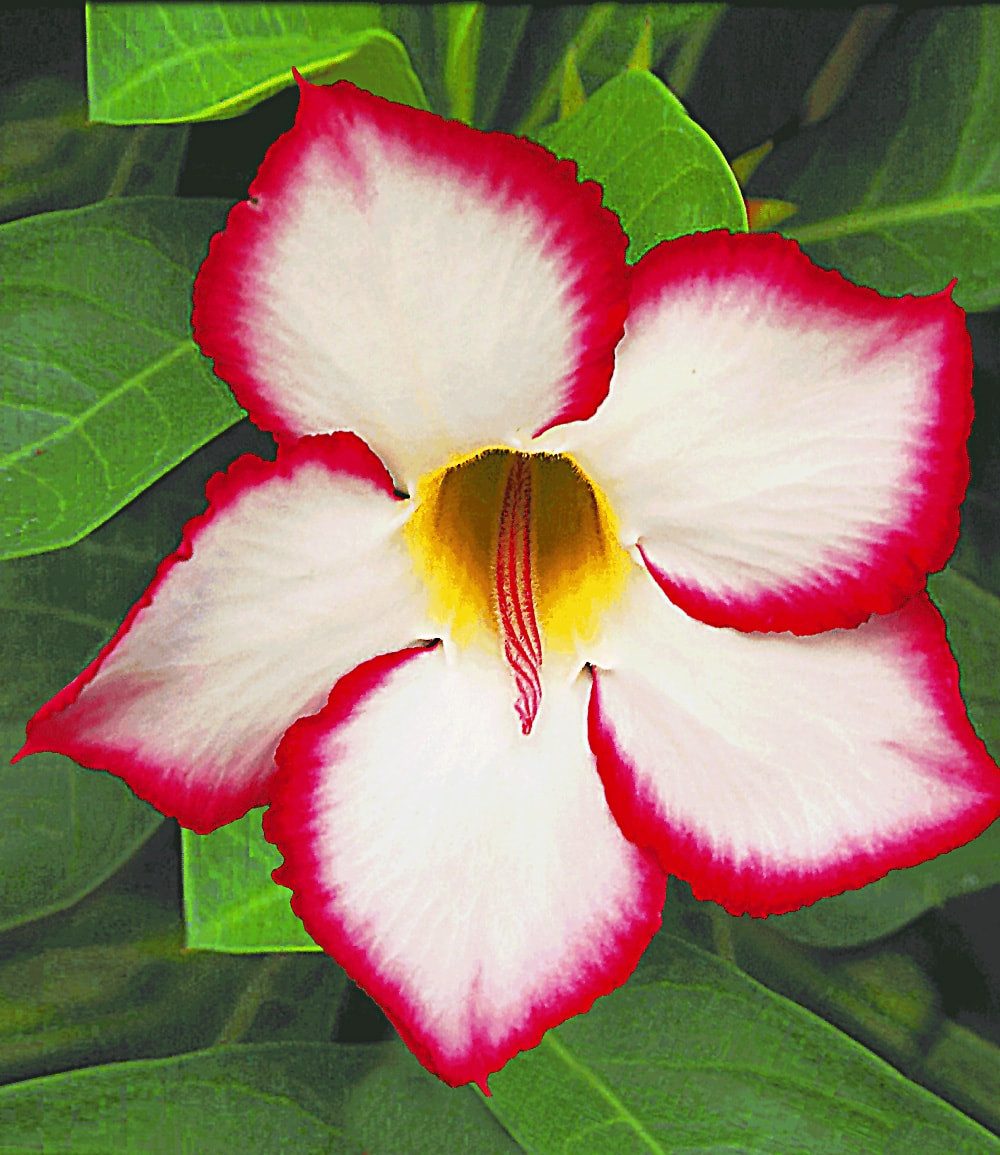 BALDUR Garten Zimmerpflanze Wüstenrose 'Noble Concubine', 1 St., Wüstenrose, Exotisch, pflegeleicht