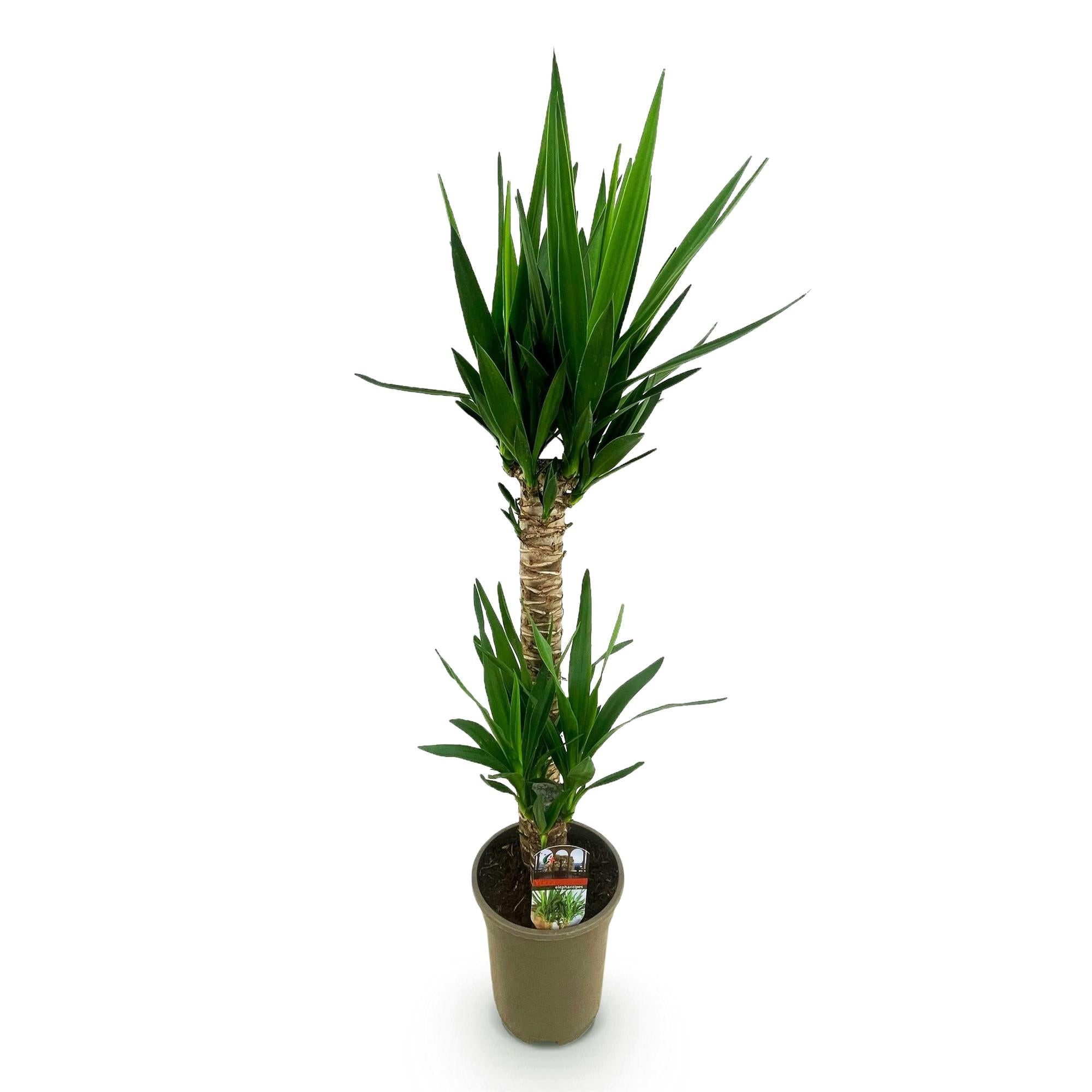 Florora Zimmerpflanze Yucca – Palmlilie – 120 cm