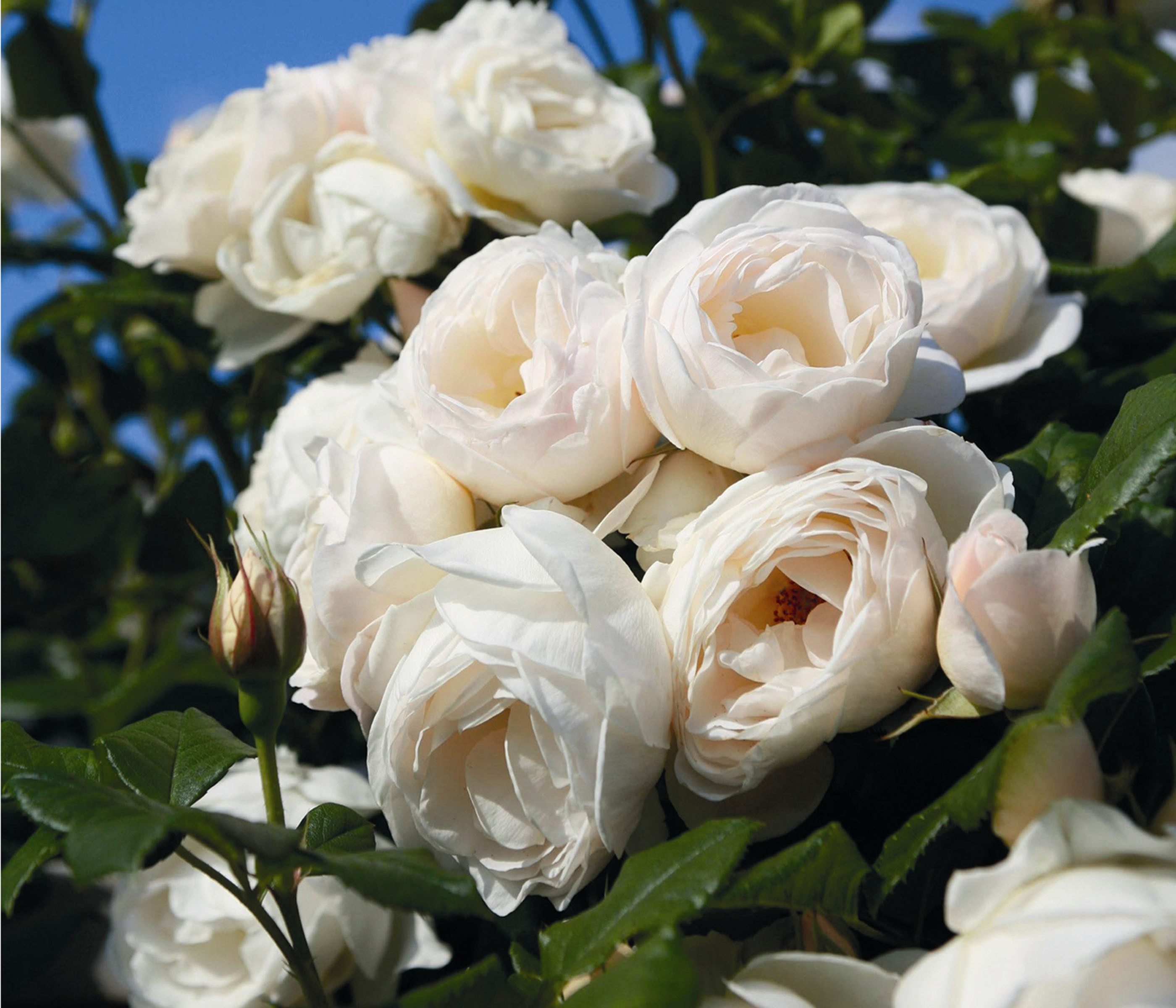 Dehner Rose Kletterrose Uetersener Klosterrose®, weiße Blüten, gefüllt und zart duftend, Züchter Tantau