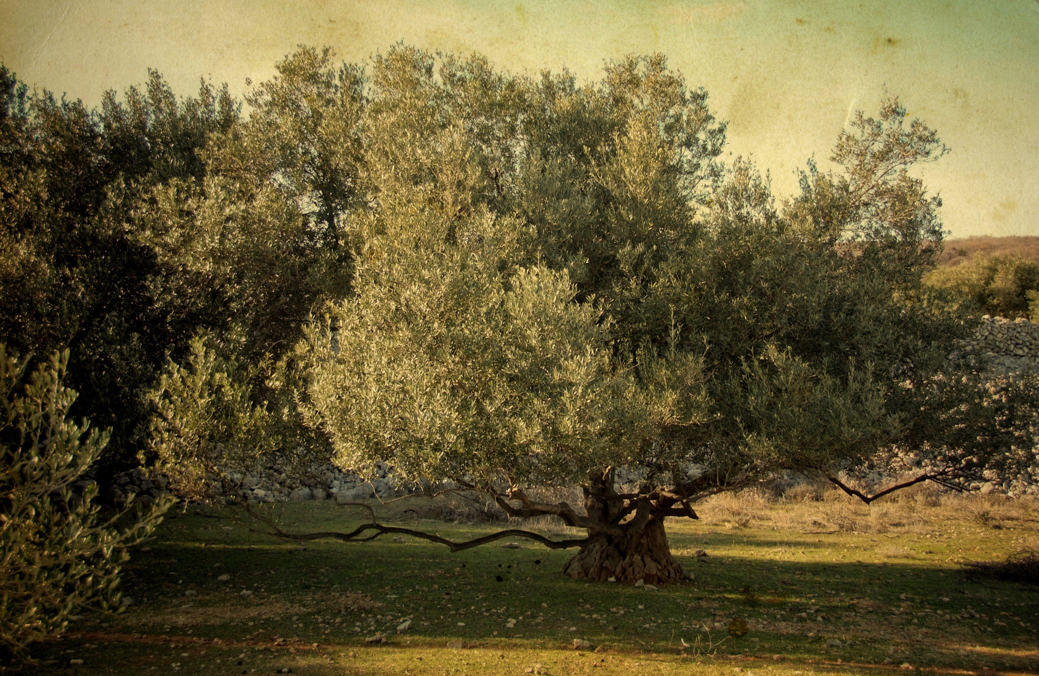 Papermoon Fototapete BÄUME-NATUR LANDSCHAFT WALD BAUM PFLANZEN WANDBILD XXL