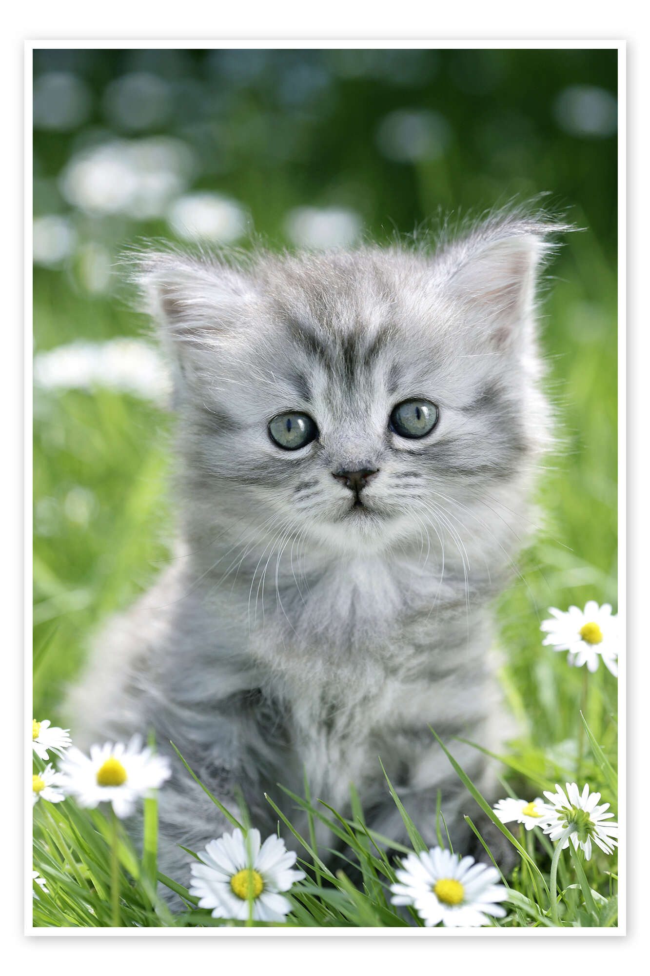 Posterlounge Wandbild graues Kätzchen, Greg Cuddiford, erhältlich als Poste günstig online kaufen