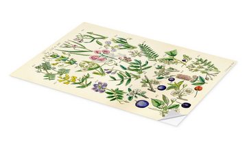 Posterlounge Wandfolie Sowerby Collection, Wildblumen, Fig. 341-360, Wohnzimmer Vintage Grafikdesign