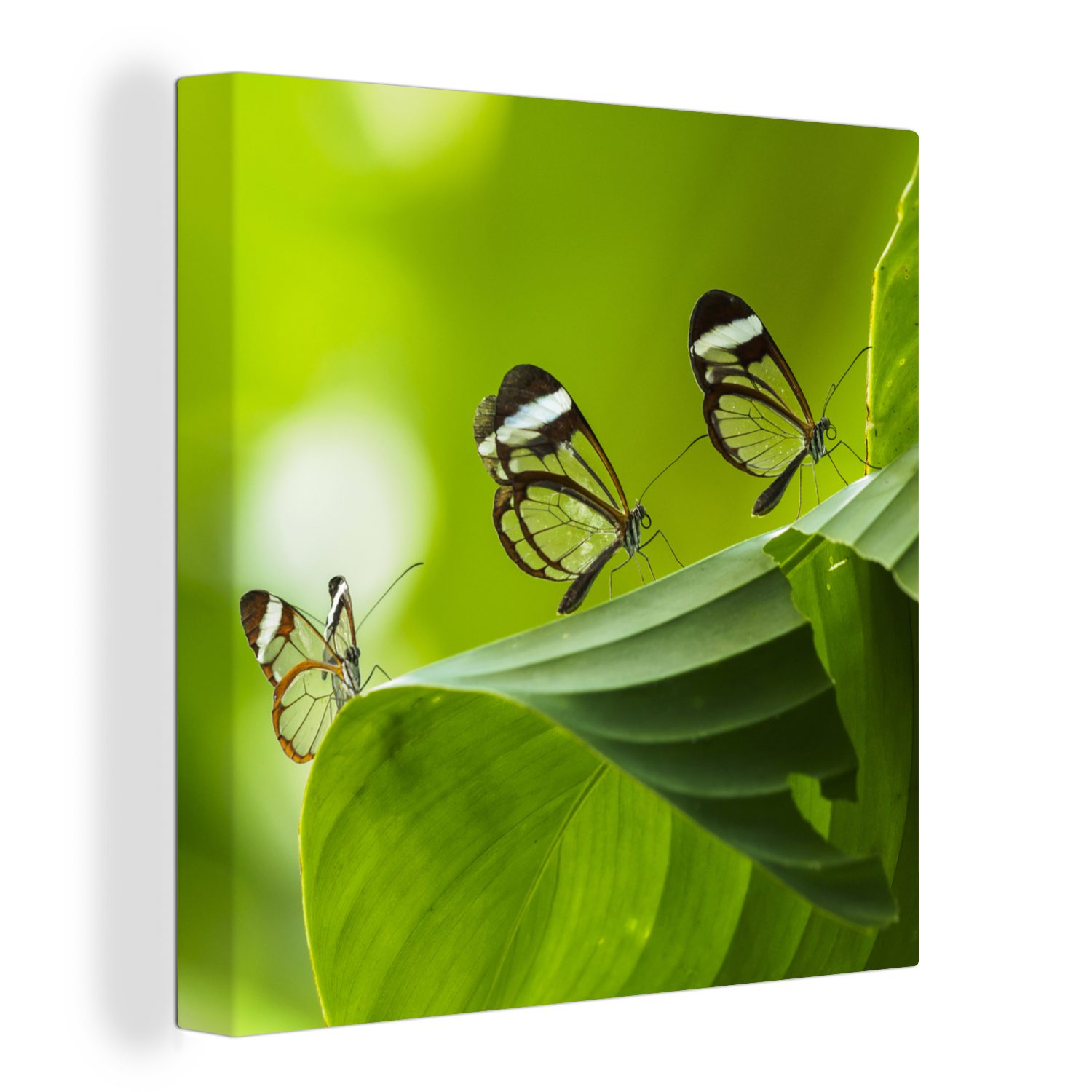 OneMillionCanvasses® Leinwandbild Transparenter Schmetterling auf einem Blatt in Costa Rica, (1 St), Leinwand Bilder für Wohnzimmer Schlafzimmer