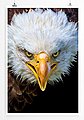 Sinus Art Poster »Tierfotografie  Amerikanischer Seeadler im Porträt 60x90cm Poster«, Bild 9