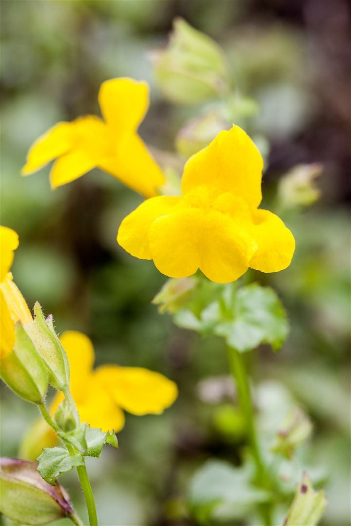 Pflanzen für Dich Staude Mimulus luteus, 1 St., Gelbes Gauklerblümchen, Gelbe Gauklerblume