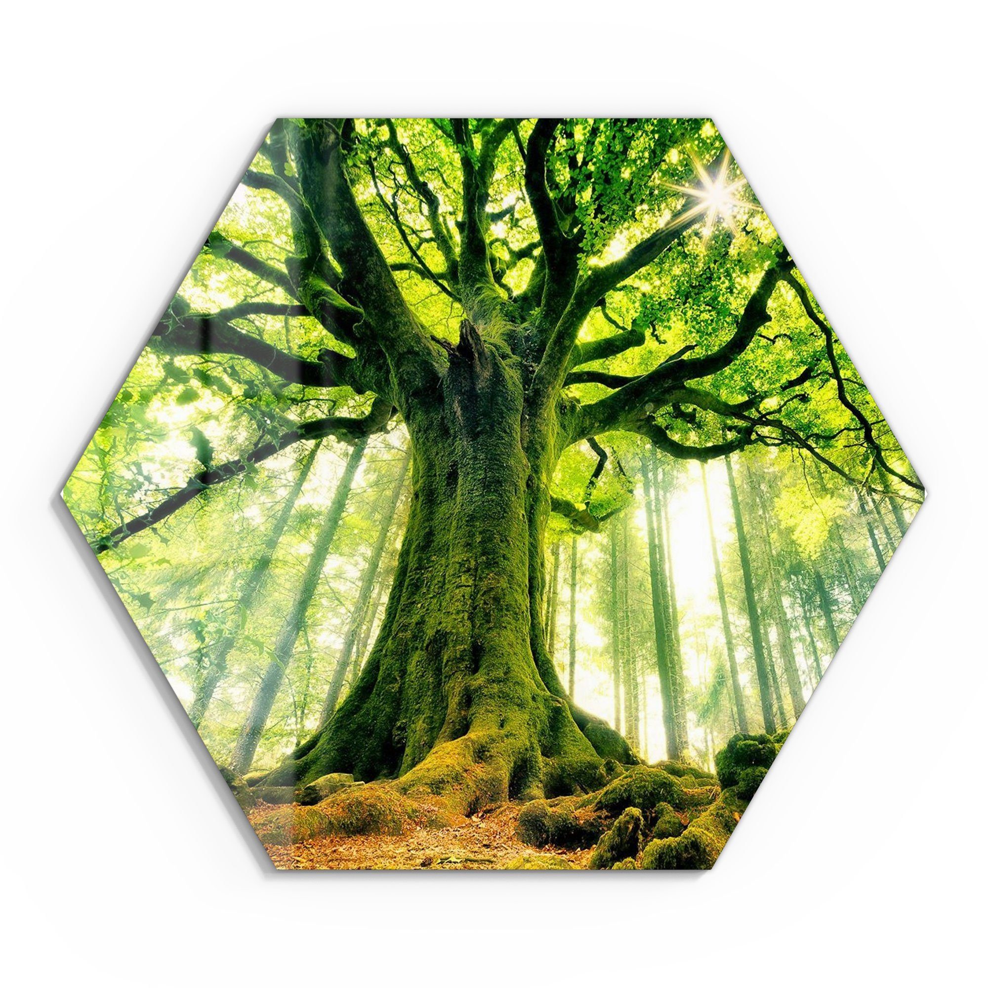 DEQORI Glasbild 'Eindrucksvoller Baum', 'Eindrucksvoller Baum', günstig online kaufen