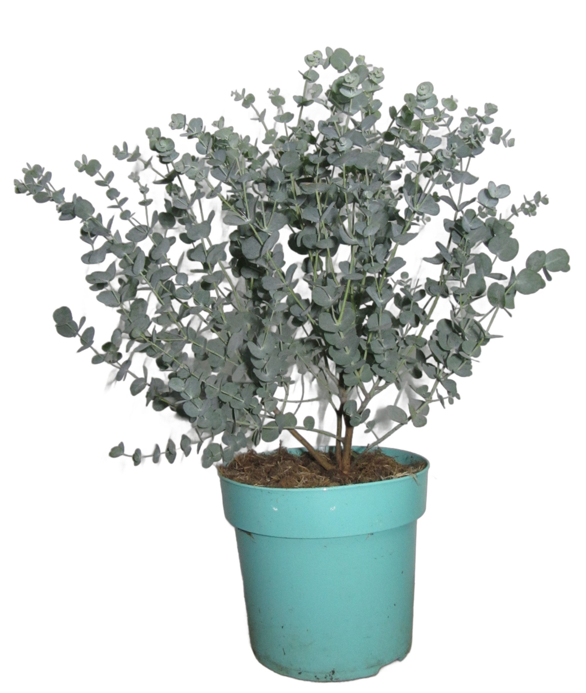 meinvipshop Zimmerpflanze Eukalyptus 55cm XXL Zimmerpflanze günstig online kaufen