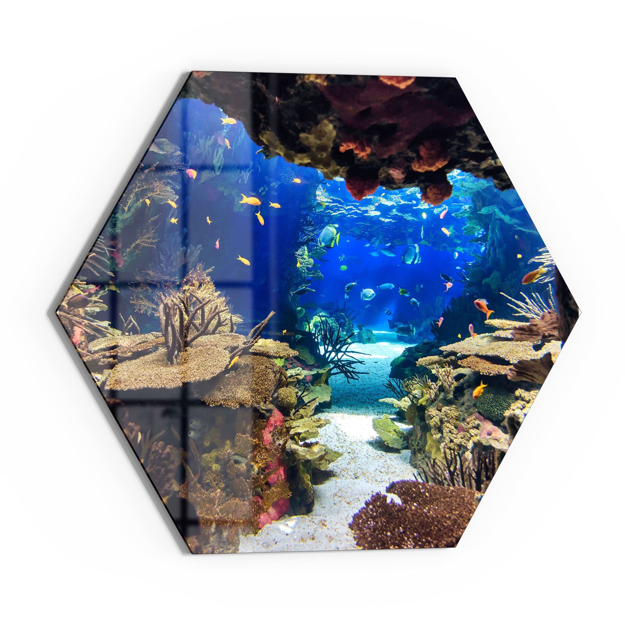 DEQORI Glasbild 'Exotisches Aquarium', 'Exotisches Aquarium', günstig online kaufen