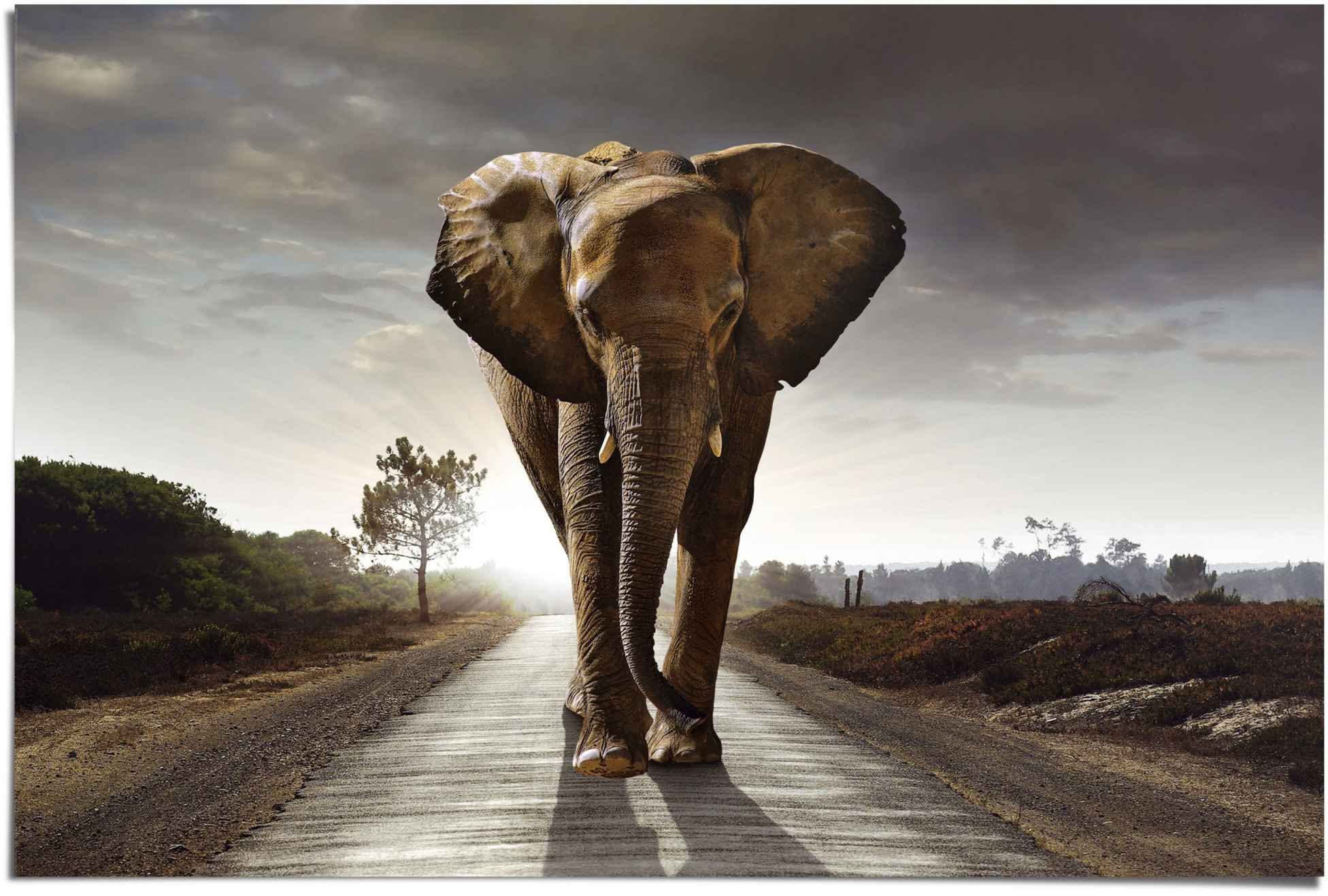 Reinders! Poster »Elefant Wanderung«, (1 Stück)-Otto