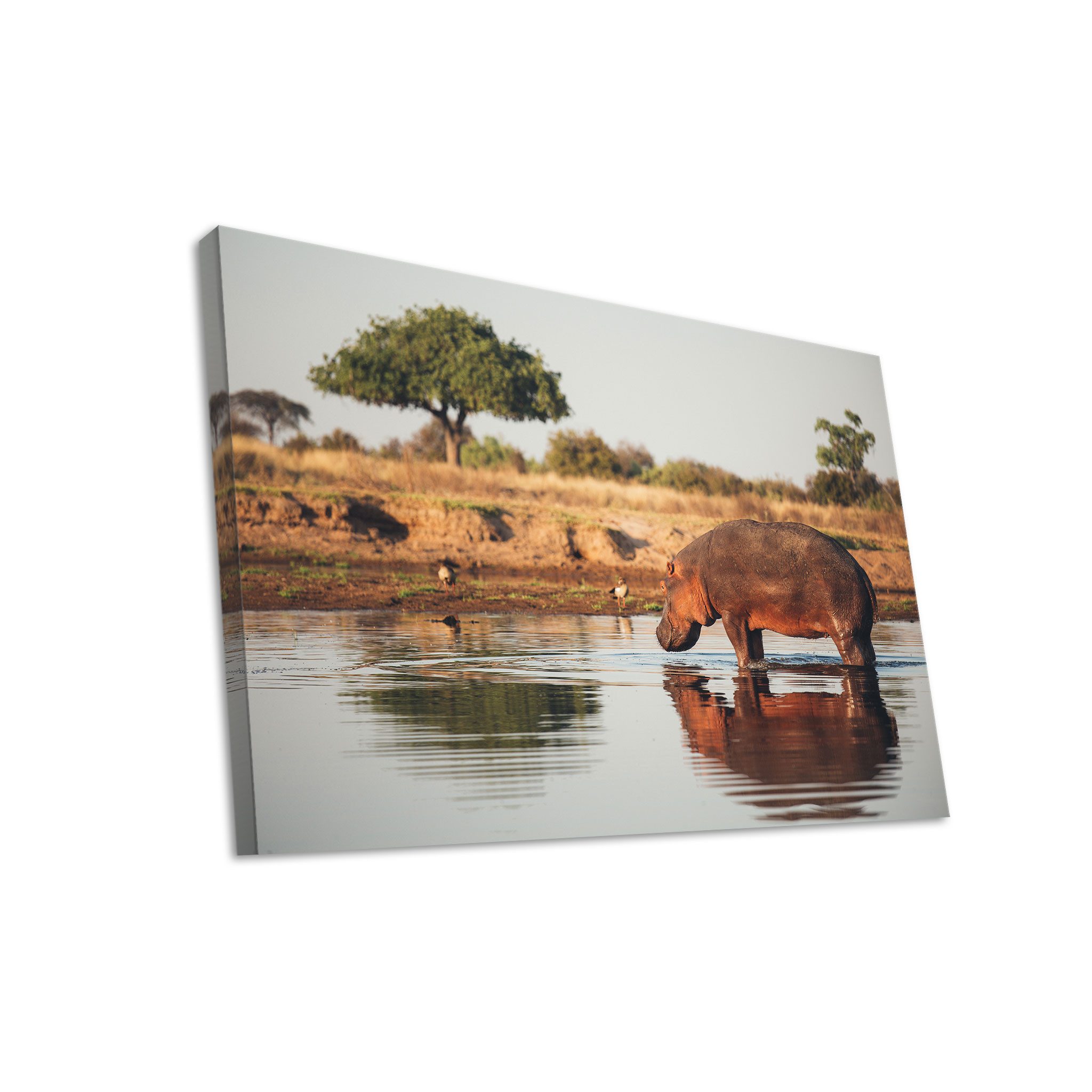 Hustling Sharks Leinwandbild Tier-Bild als XXL Leinwandbild "Flusspferd im ruhigen Gewässer", in 5 unterschiedichen Größen verfügbar