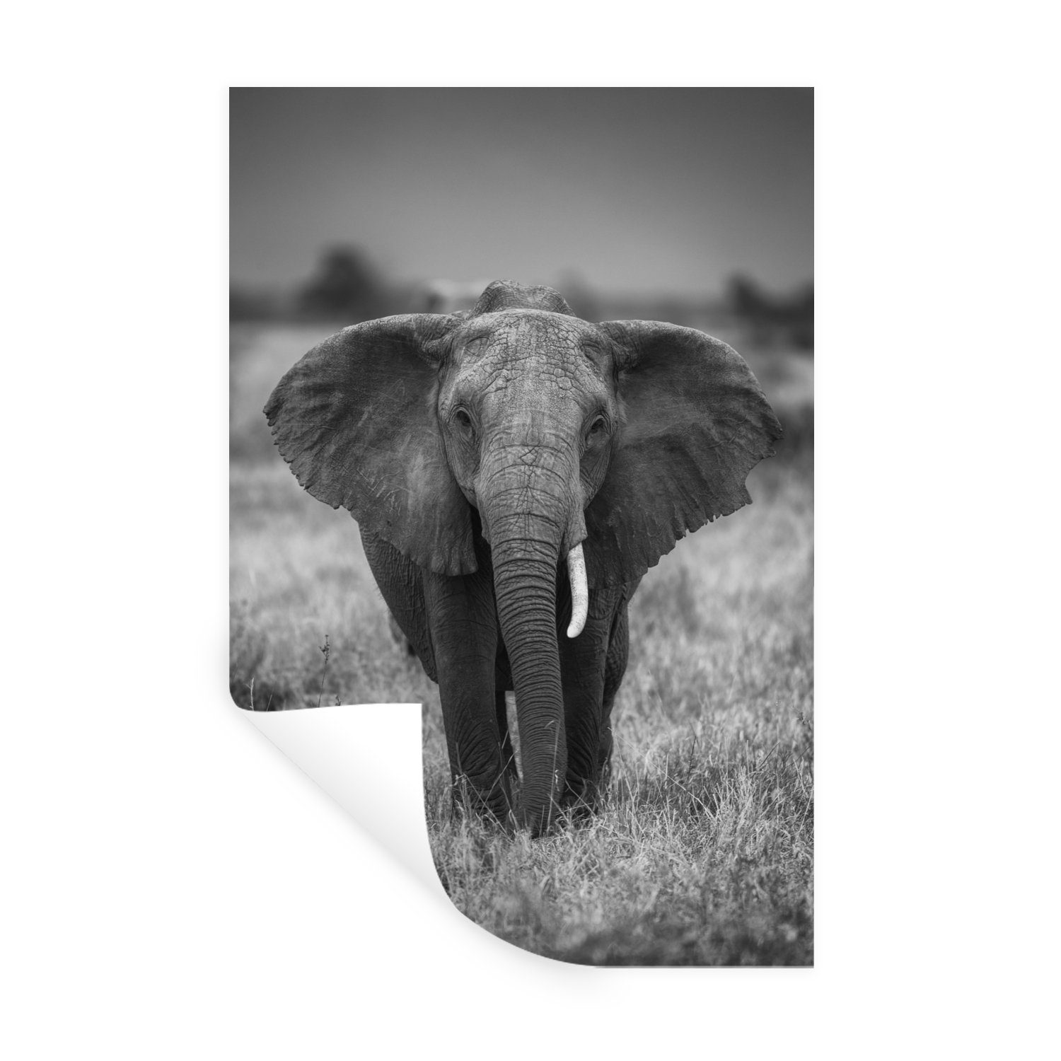 MuchoWow Wandsticker Elefant - Tiere - Safari - Wildtiere (1 St), Wandaufkleber, Wandtattoo, Selbstklebend, Wohnzimmer, Schlafzimmer