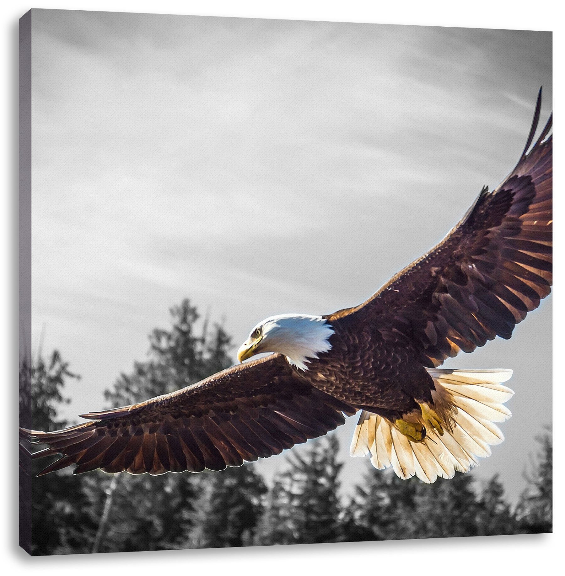 Pixxprint Leinwandbild großer fliegender Adler, großer fliegender Adler (1 St), Leinwandbild fertig bespannt, inkl. Zackenaufhänger