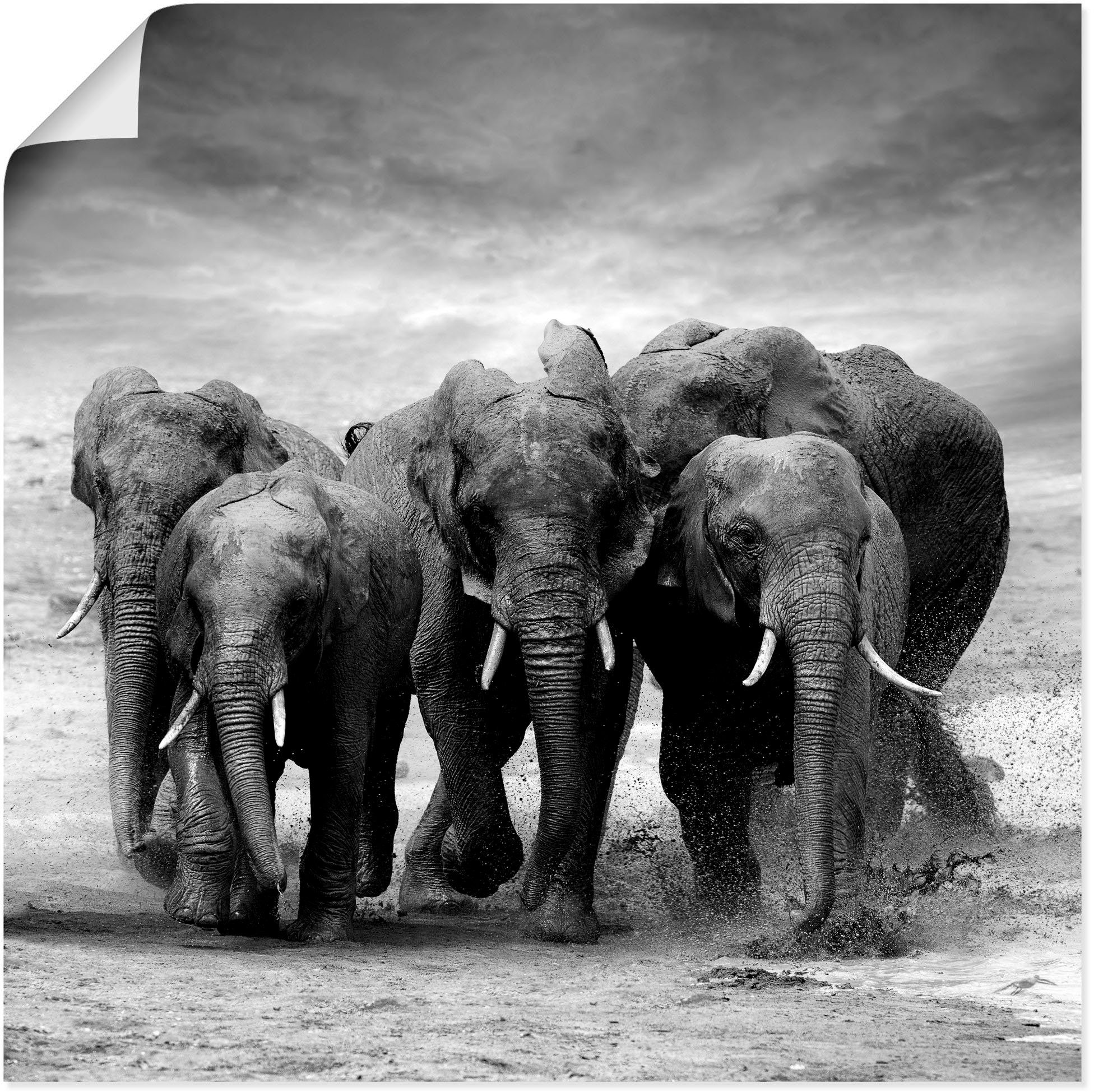 Artland Wandbild Elefanten, Wildtiere (1 St), als Leinwandbild, Poster,  Wandaufkleber in verschied. Größen