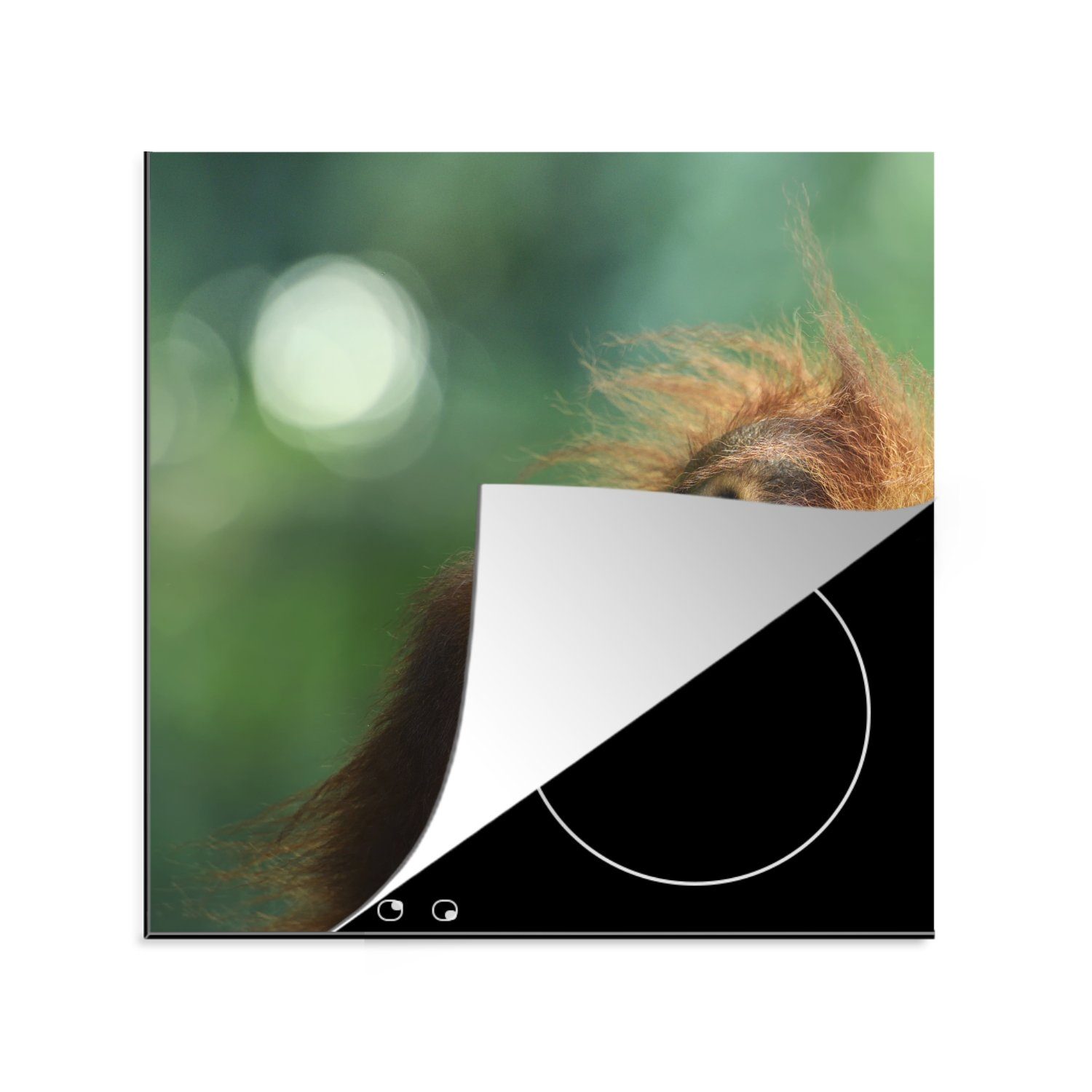 Orang-Utan tlg), Herdblende-/Abdeckplatte Hintergrund, MuchoWow Ein Ceranfeldabdeckung, einem Arbeitsplatte Vinyl, verblassten (1 küche junger cm, vor für 78x78