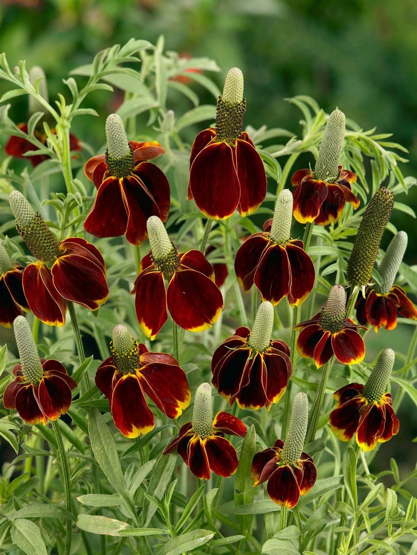 Pflanzen für Dich Staude Ratibida col. f.pulcherrima, 1 St., Prärie-Sonnenhut, Mexikanischer Sonnenhut