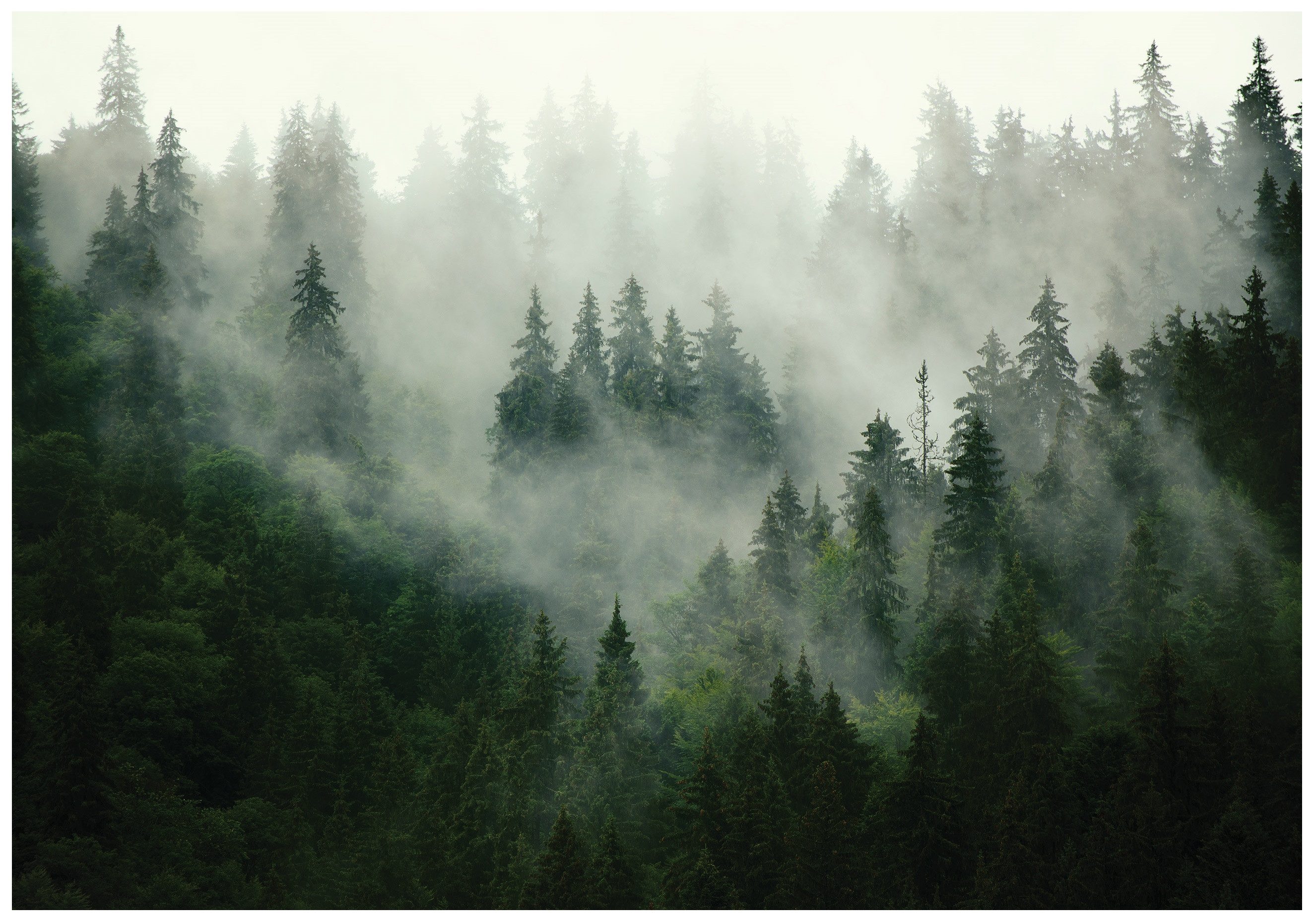 Wallarena Fototapete Wald im Nebel Natur günstig online kaufen