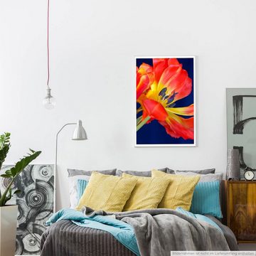 Sinus Art Poster Naturfotografie 60x90cm Poster Rote Tulpe mit blauem Hintergrund