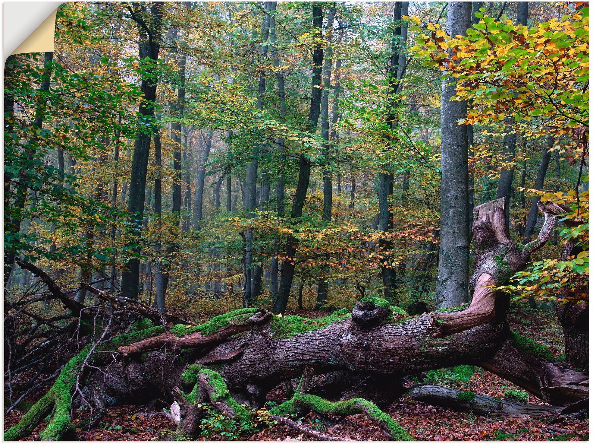 alter neuer (1 St), Wald in Leinwandbild, versch. Artland Wandaufkleber Wandbild Ein Größen Poster als oder Riese, Lebensraum,