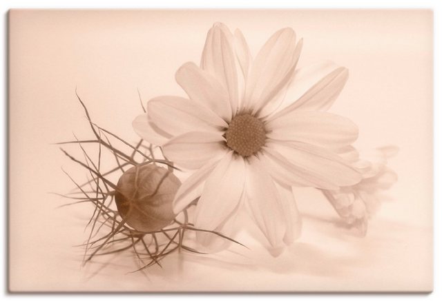 Artland Wandbild »Chrysantheme«, Blumen (1 Stück), in vielen Größen & Produktarten - Alubild / Outdoorbild für den Außenbereich, Leinwandbild, Poster, Wandaufkleber / Wandtattoo auch für Badezimmer geeignet-Otto