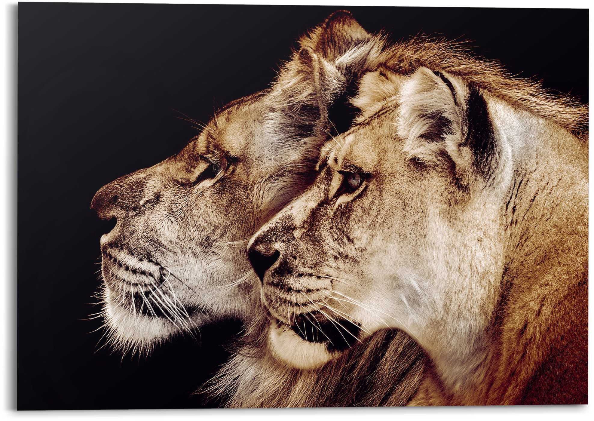 Das - Löwen und gut verpackt St), Reinders! Seitenporträt, Panel Wandbild Deco Löwenkopf - Wandbild wird Löwe (1 Löwin verschickt und und sicher Raubtier