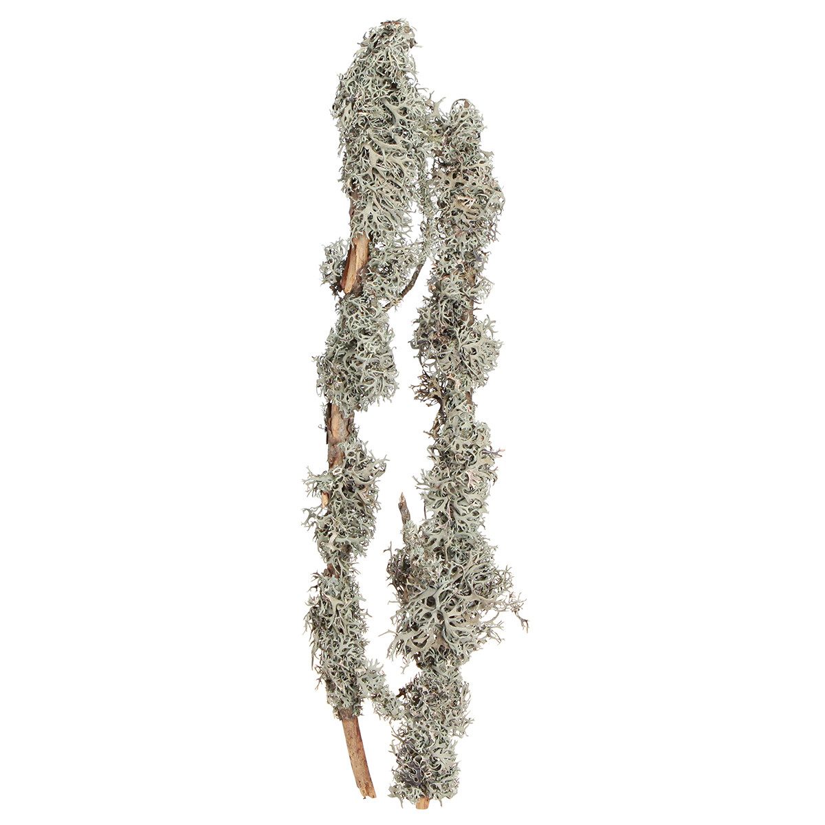 Trockenblume Natur Dekozweige Graumoos 1kg Rustikale Flechtenzweige 30-60cm für