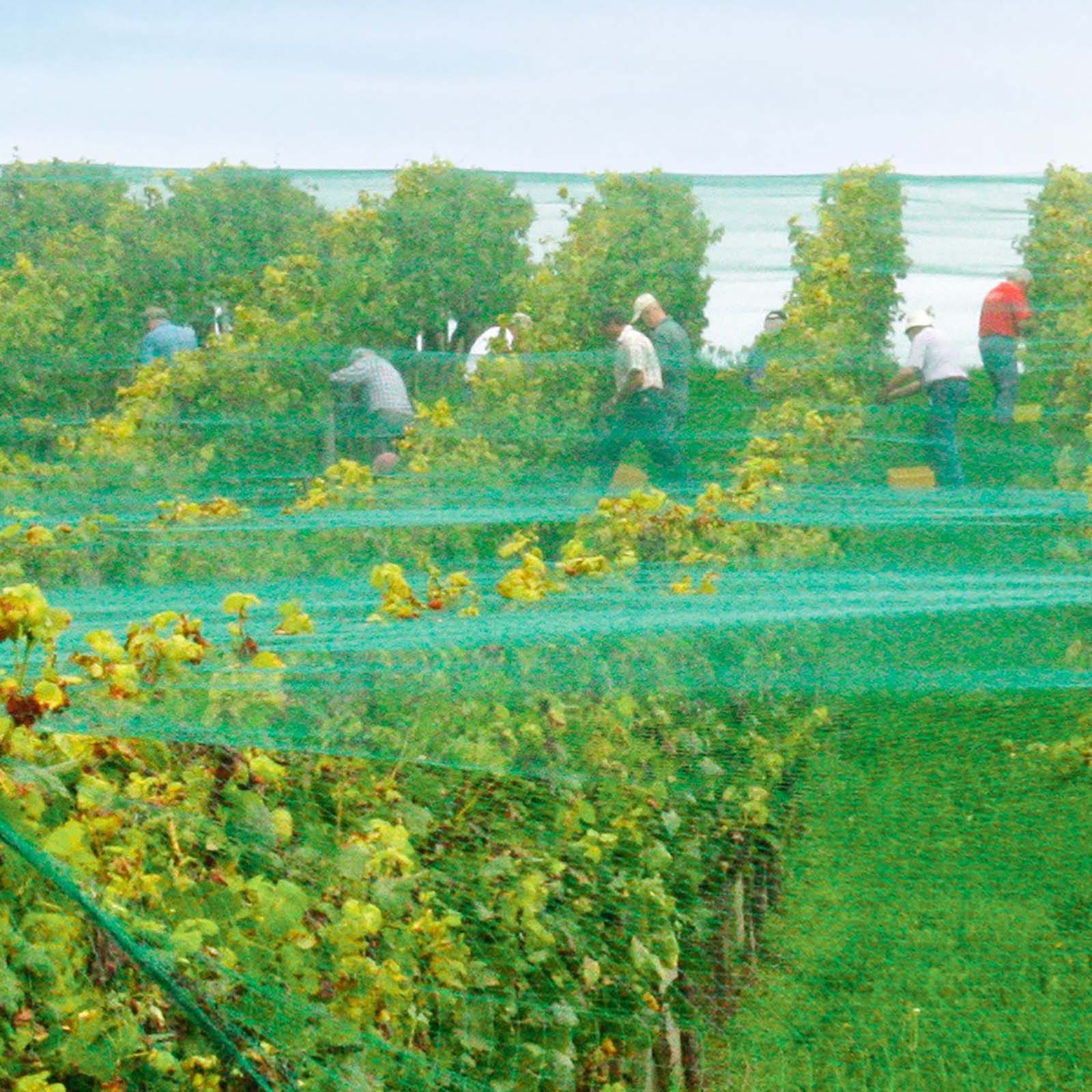 Zill Schutzplane florinotex® Vogelschutznetz Maschenweite 20 x 20 mm 4 x 5 m (1 Stück)