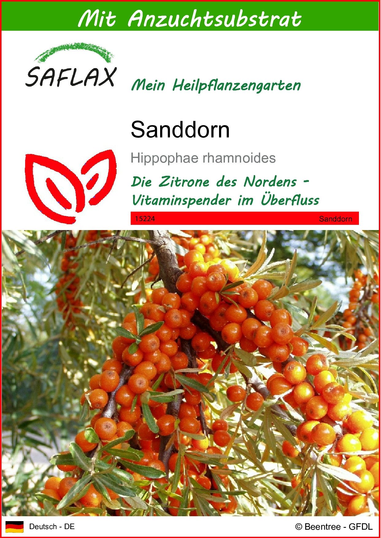 SAFLAX Blumensamen SAFLAX - Samen und Substrat - Sanddorn