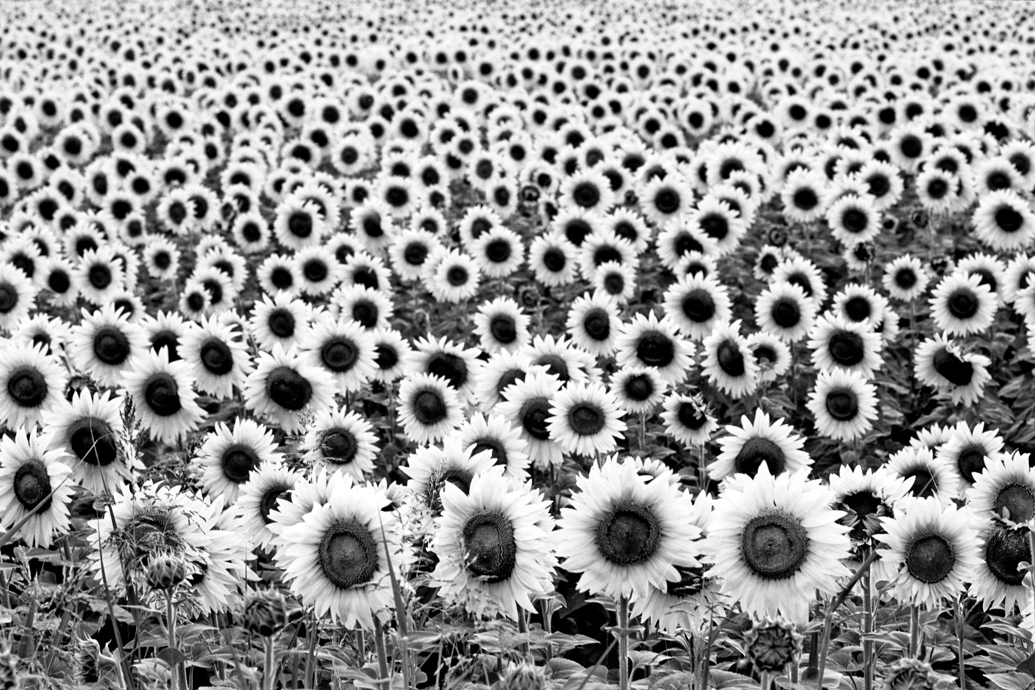Fototapete Sonnenblumen Schwarz & Weiß