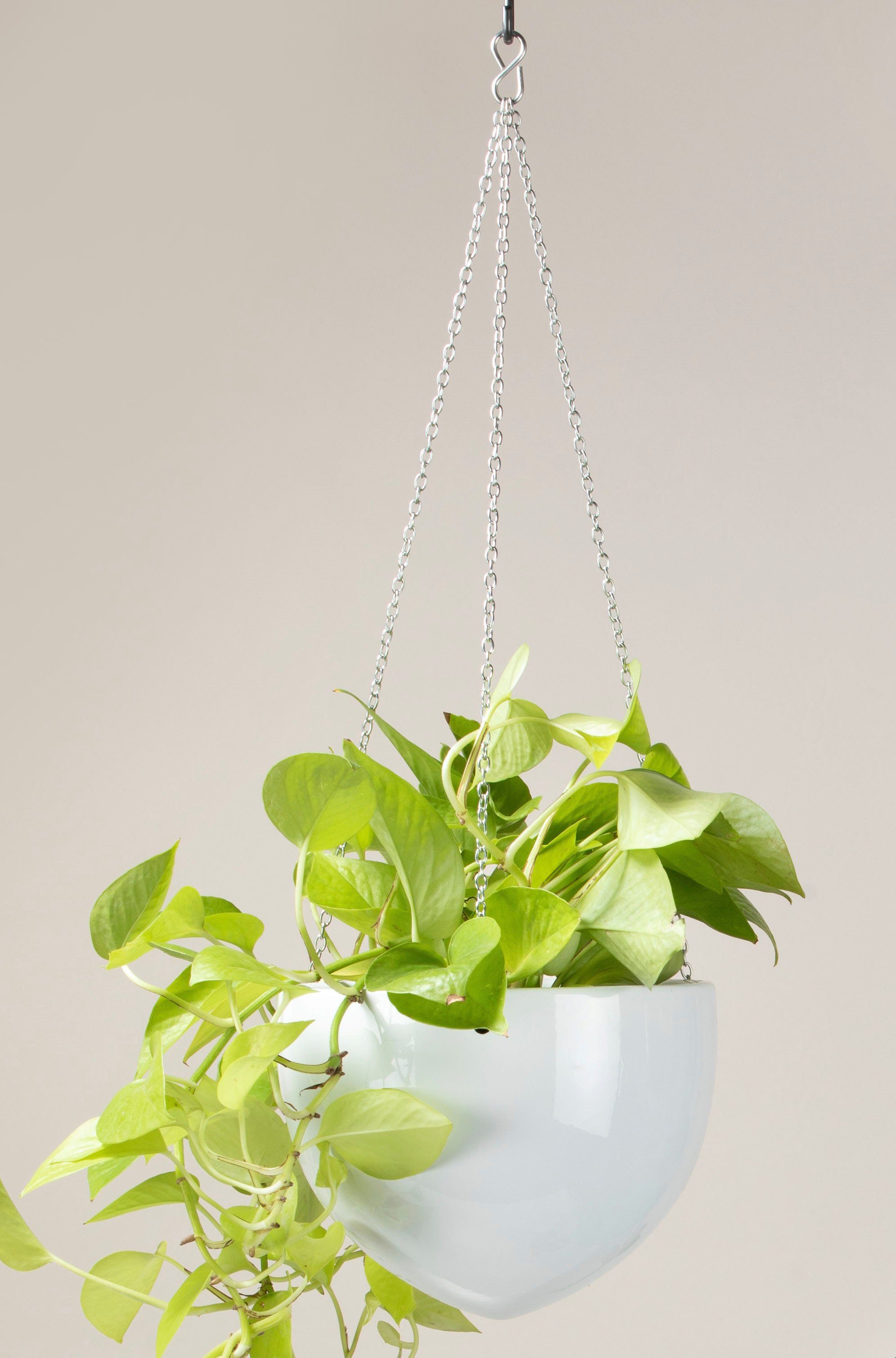 Scheurich Blumentopf 22/845 günstig online kaufen