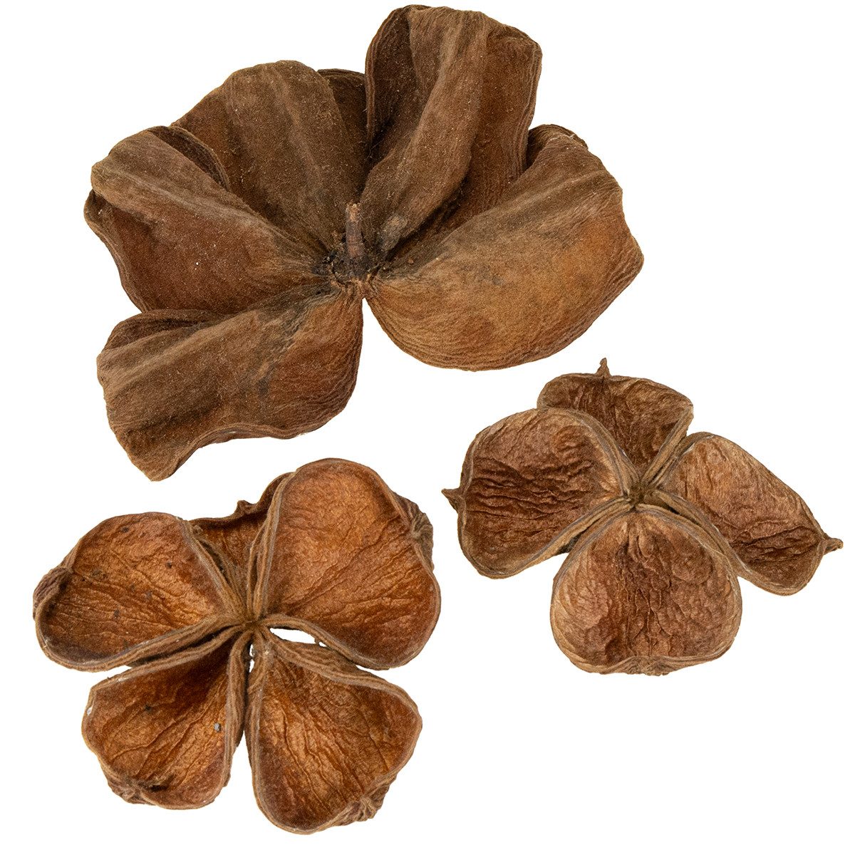 Trockenblume Landlotus Natur 50 St - Trockenfloristik Deko für, 50 Stück, Florists Products, Höhe 7 cm