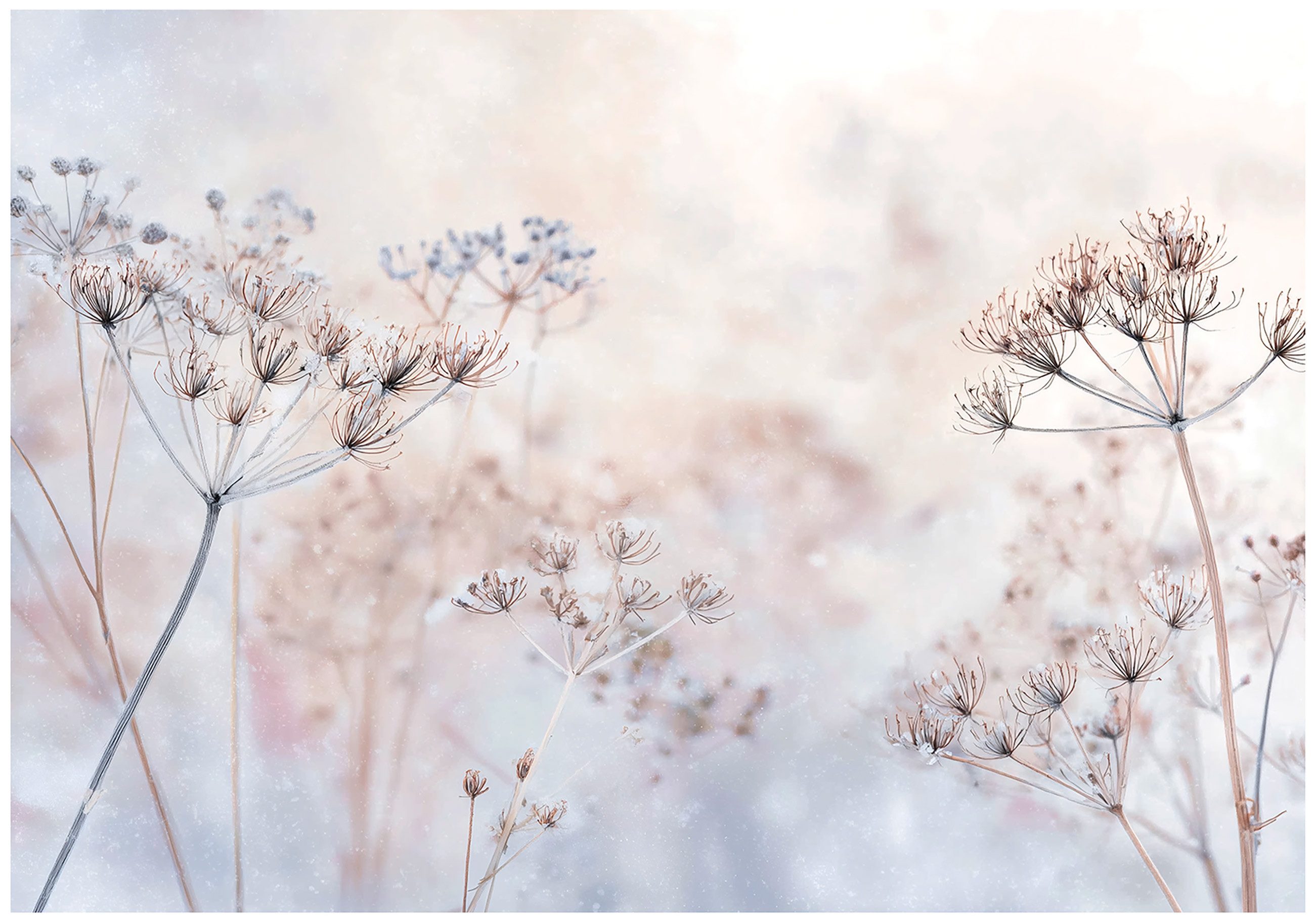 Wallarena Fototapete Blumen Boho - Mehrfarbig - Elegant - Vlies - Wohnzimmer, glatt, (2 St), 100x70cm